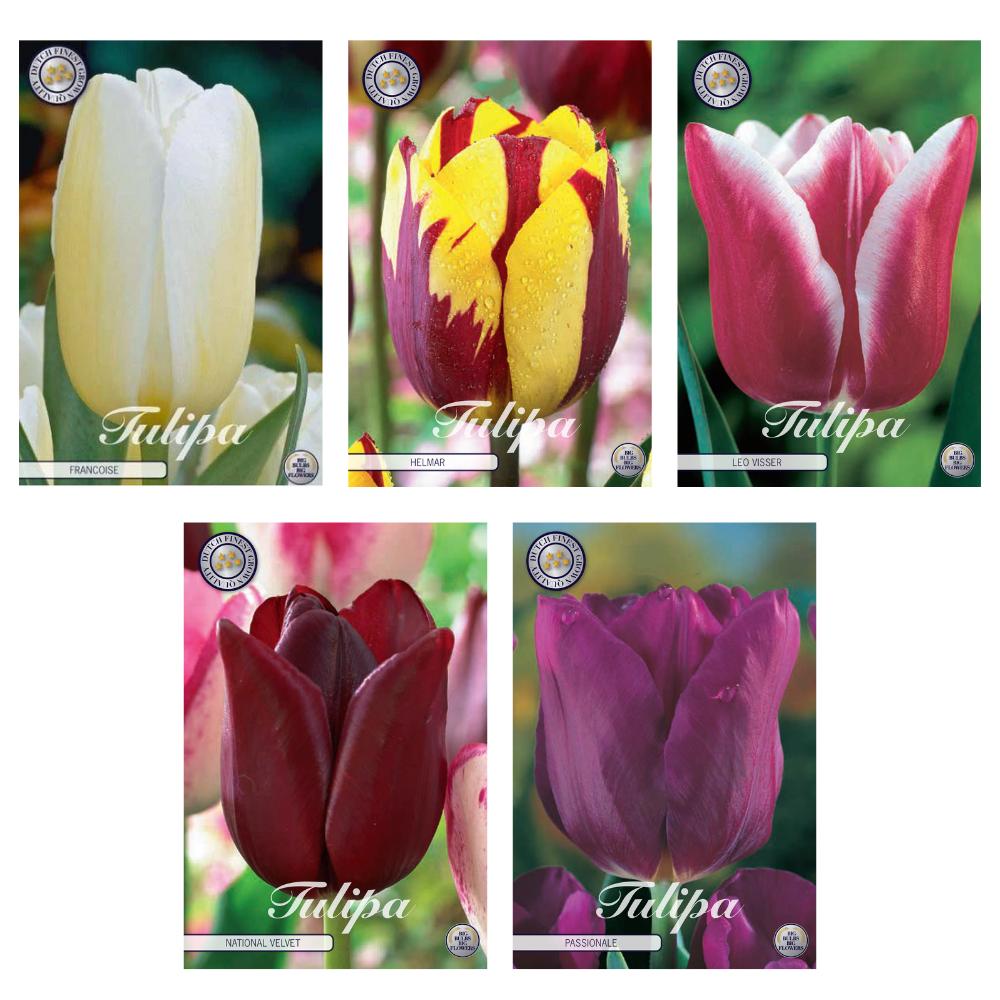 Tulpen Mix - Tulipa Blumenzwiebeln Mix (11) - 5 Spezies - 44 Blumenzwiebeln