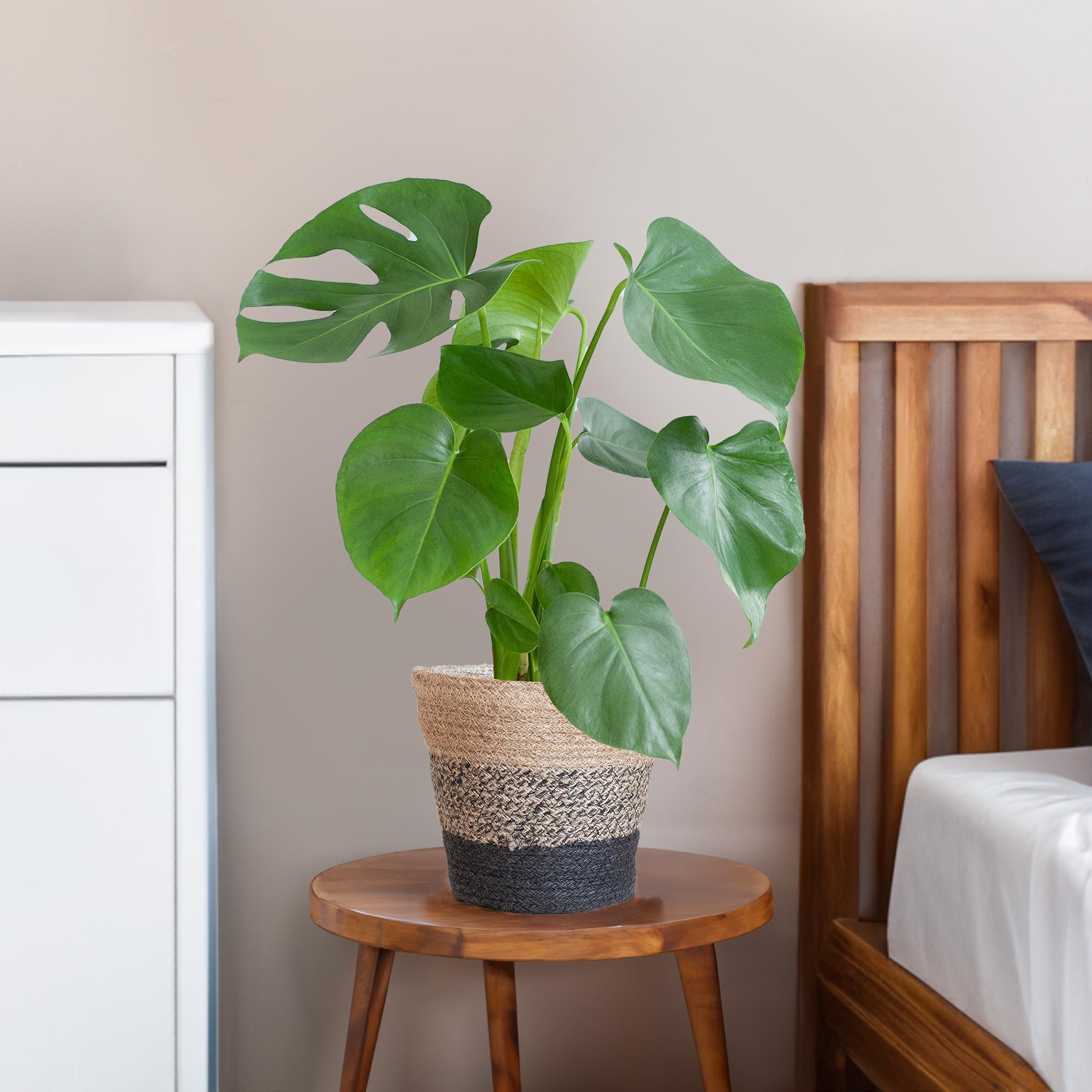 Monstera Pertusum Deliciosa mit dem Lissabon-Schwarzkorb - 50cm - Ø17