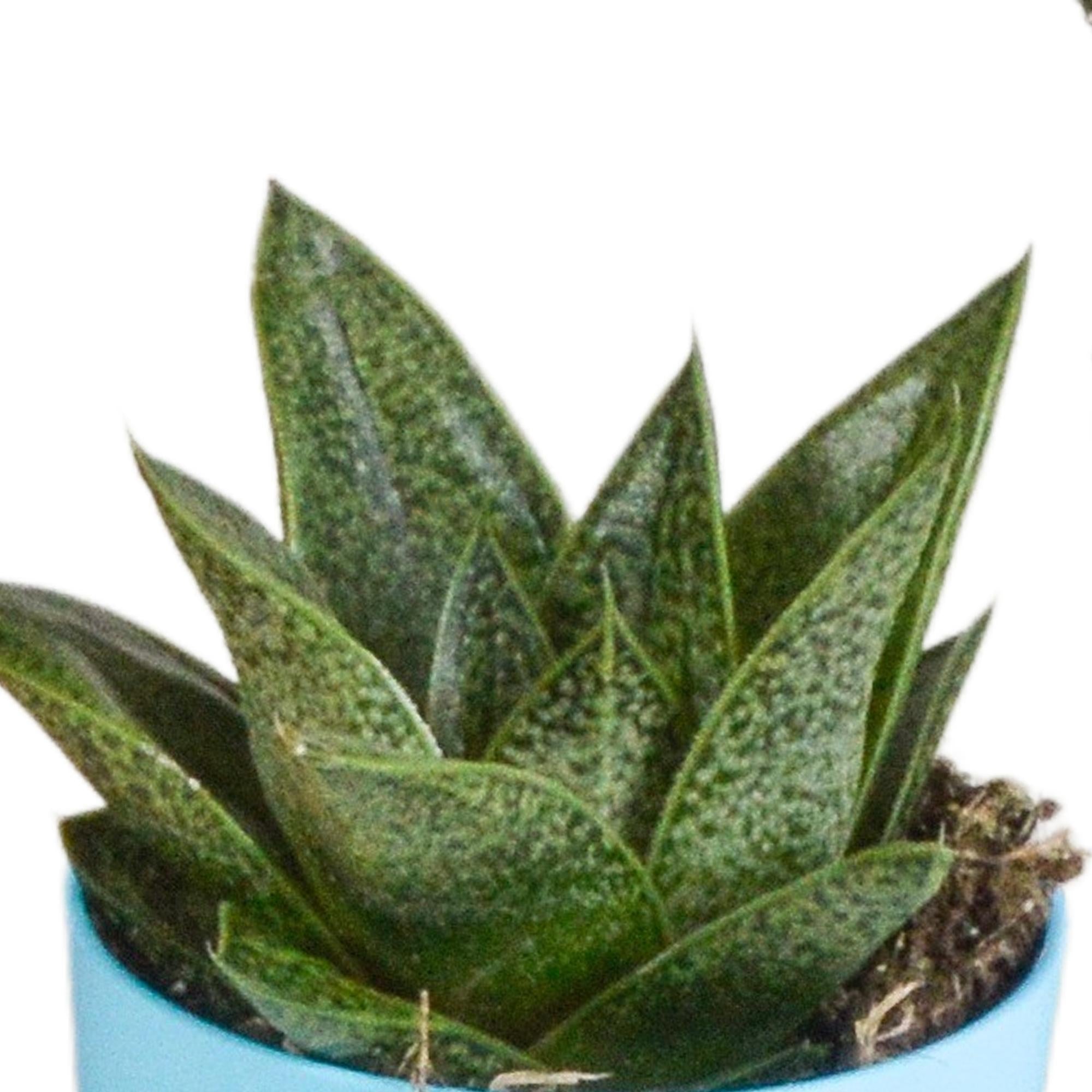 Pflanzen Mix - Gasteria/Haworthia-Mischung 5,5cm - in farbiger Plastiktopf   5 Stück