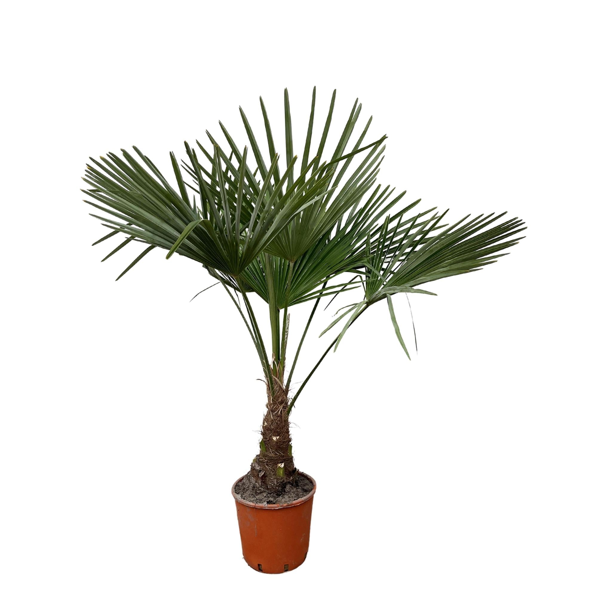 Trachycarpus - 130cm - Ø21