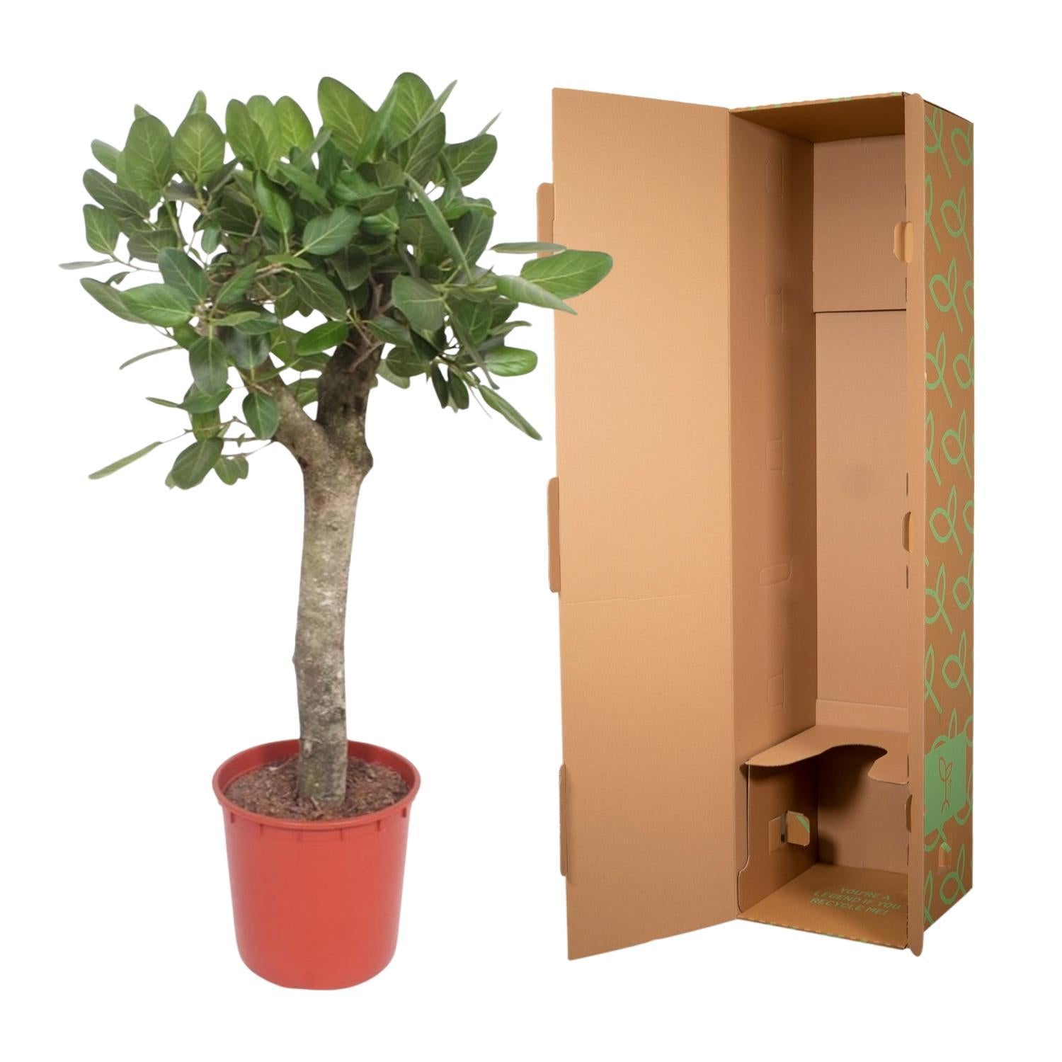 Indischer Banyanbaum Ficus Benghalensis baum - 150 cm - ø34