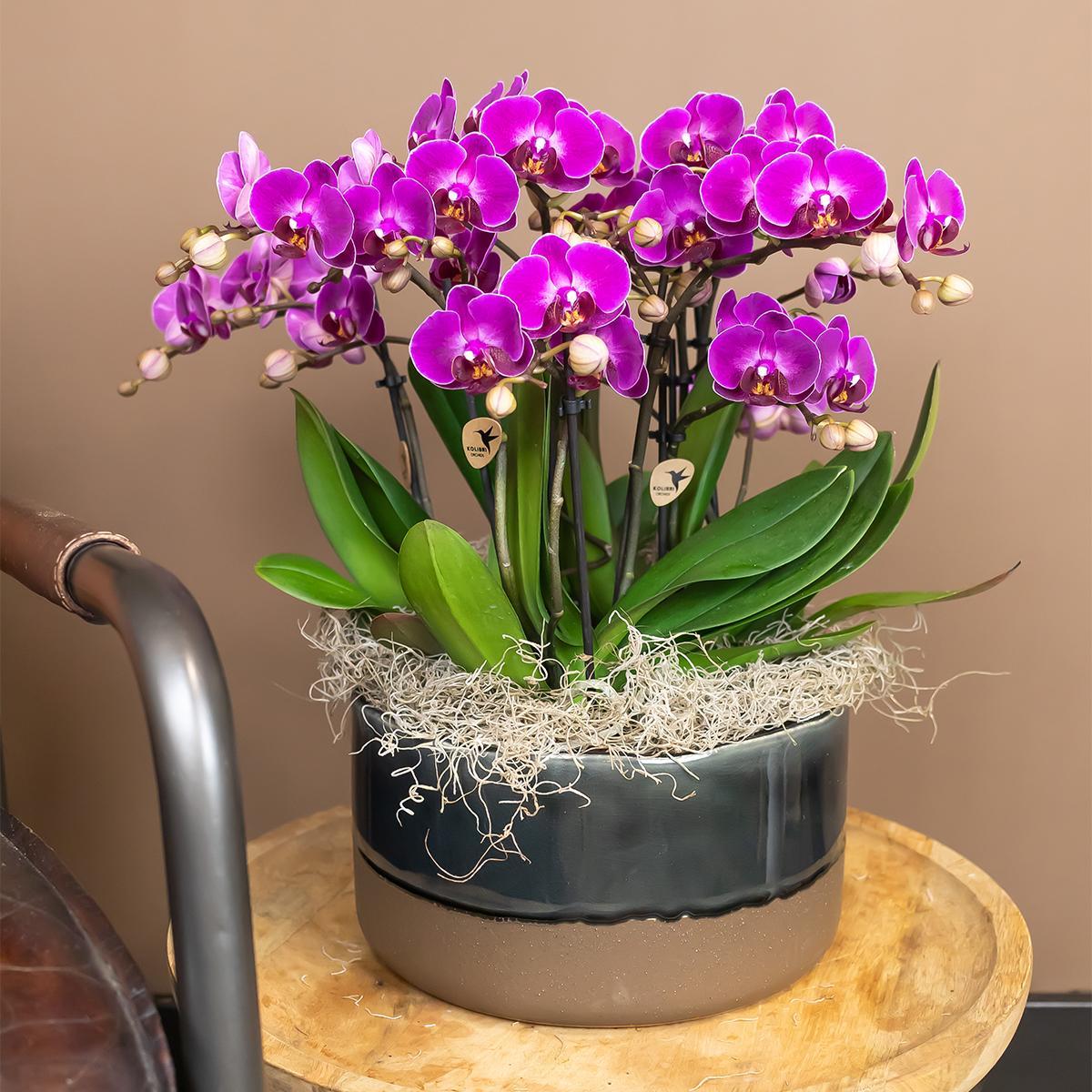 Kolibrie-orchideeën | Paarse Phalaenopsis Orchidee - Morelia - potmaat Ø9cm | bloeiende kamerplant - vers van de veredelaar