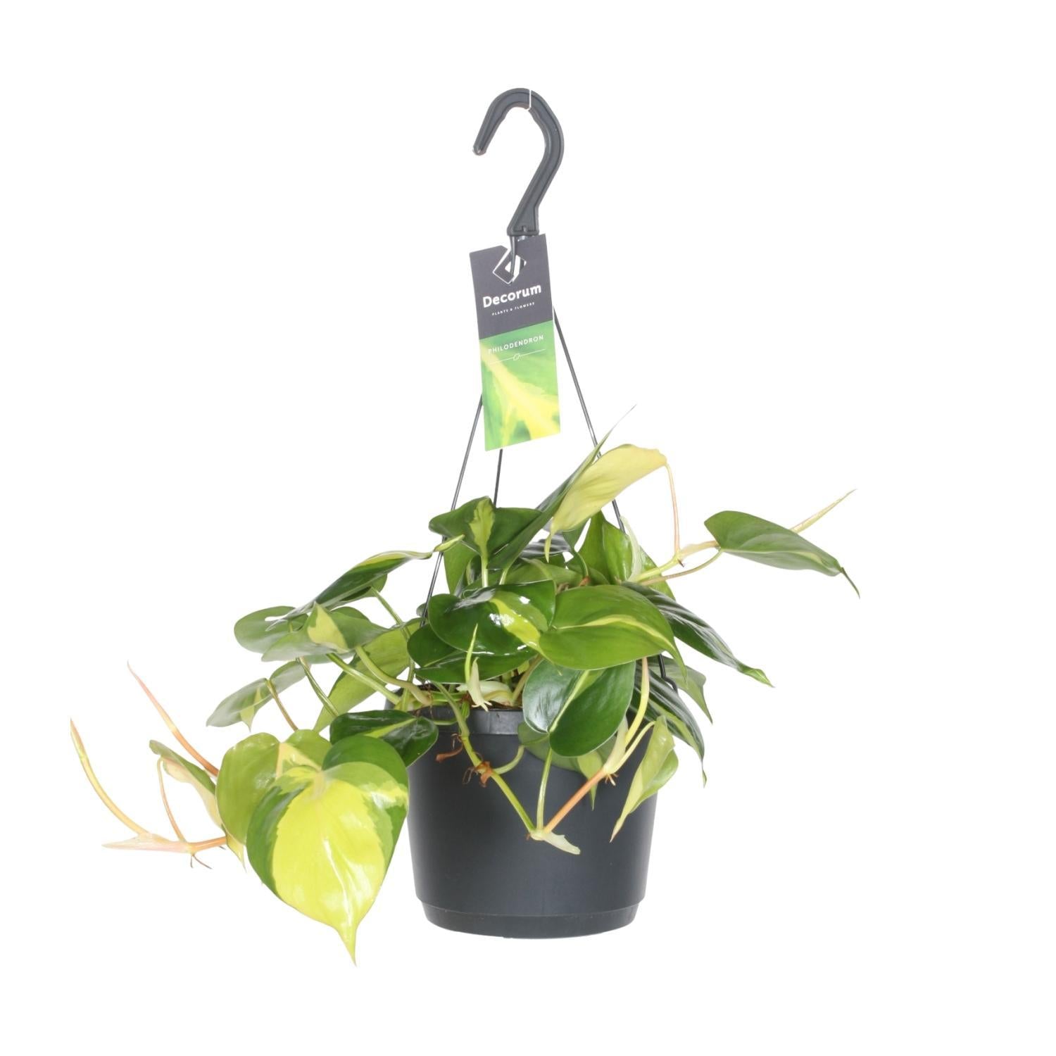 Philodendron Scandens Brasil - Ø17cm - ↕35cm