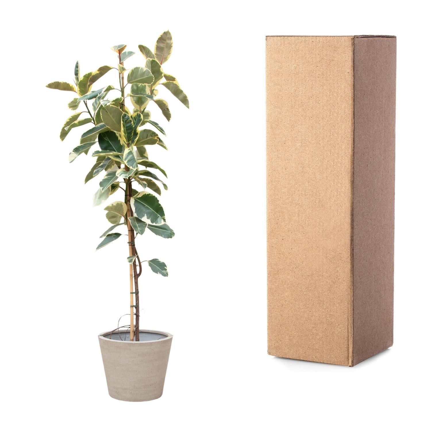 Gummibaum Ficus Tineke Baum - 220cm - ø30