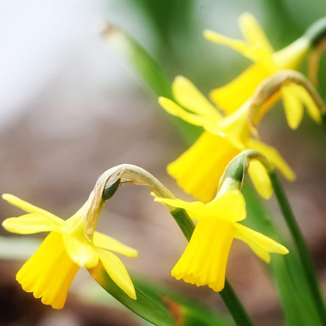 Frühlingsblumenzwiebeln Mix - Tulpen,Narzissen, Osterglocken u. Krokuse &nbsp;Super Lasting Wild Mix - Nachhaltige Vorteilspackung, 100 Blumenzwiebeln für 2,5 qm Blumenpracht