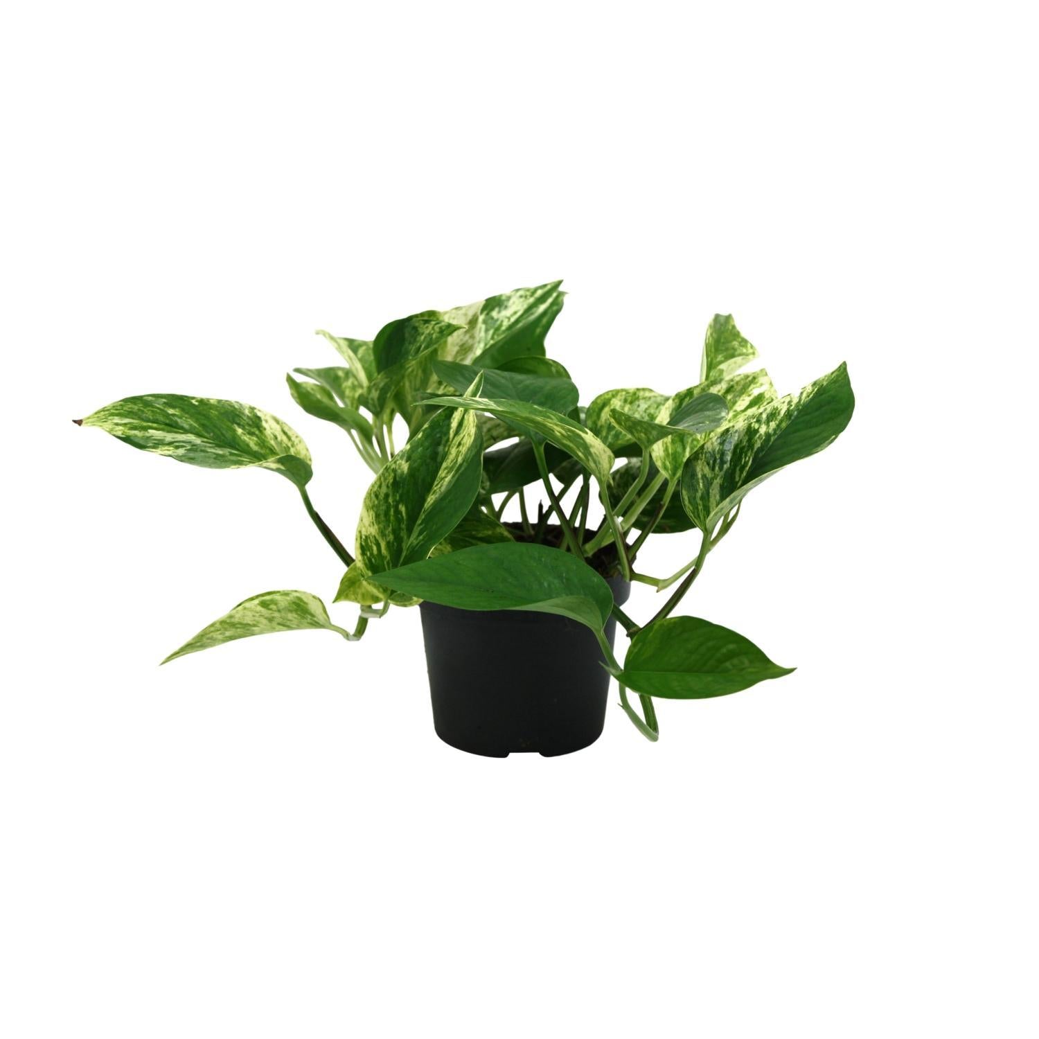 Efeutute - Epipremnum Aureum Marble Queen - Ø12cm - ↕25cm