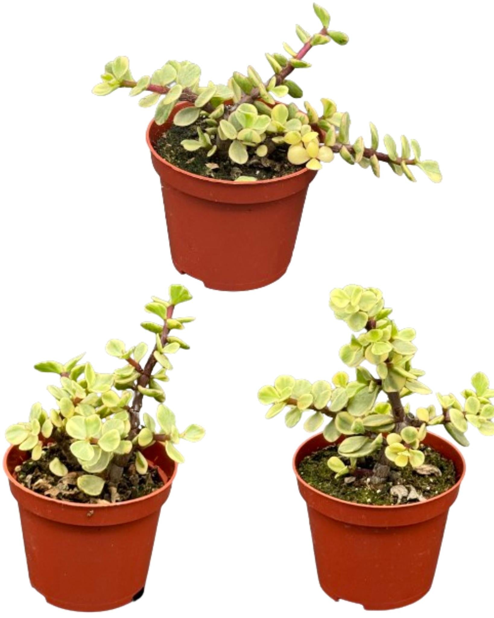 Succulenten- Portulacaria Afra- 8.5cm Ø- ↕️10-20cm- 3 stück