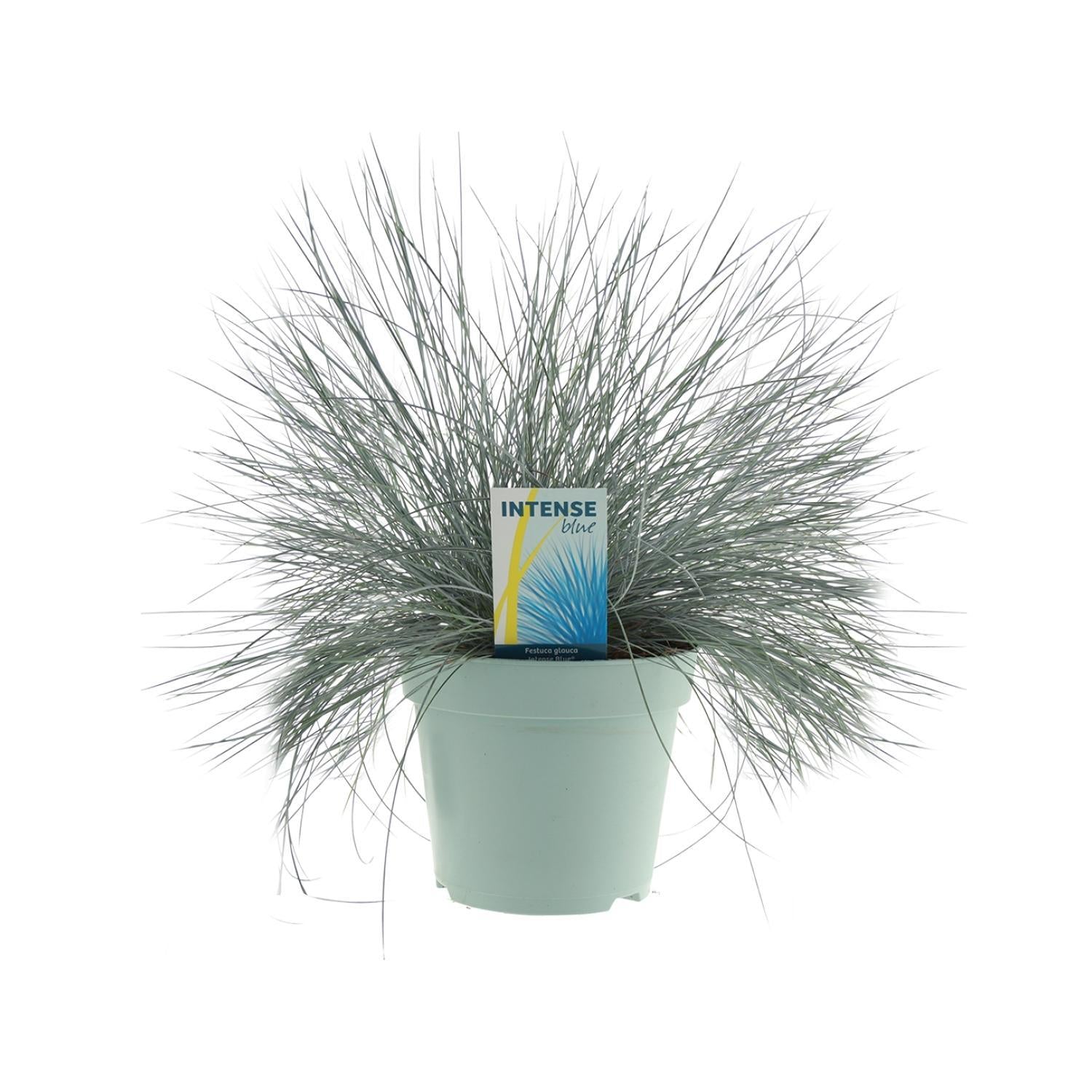 Ziergras - Festuca Glauca Intense Blue® - Ø17cm - ↕35cm