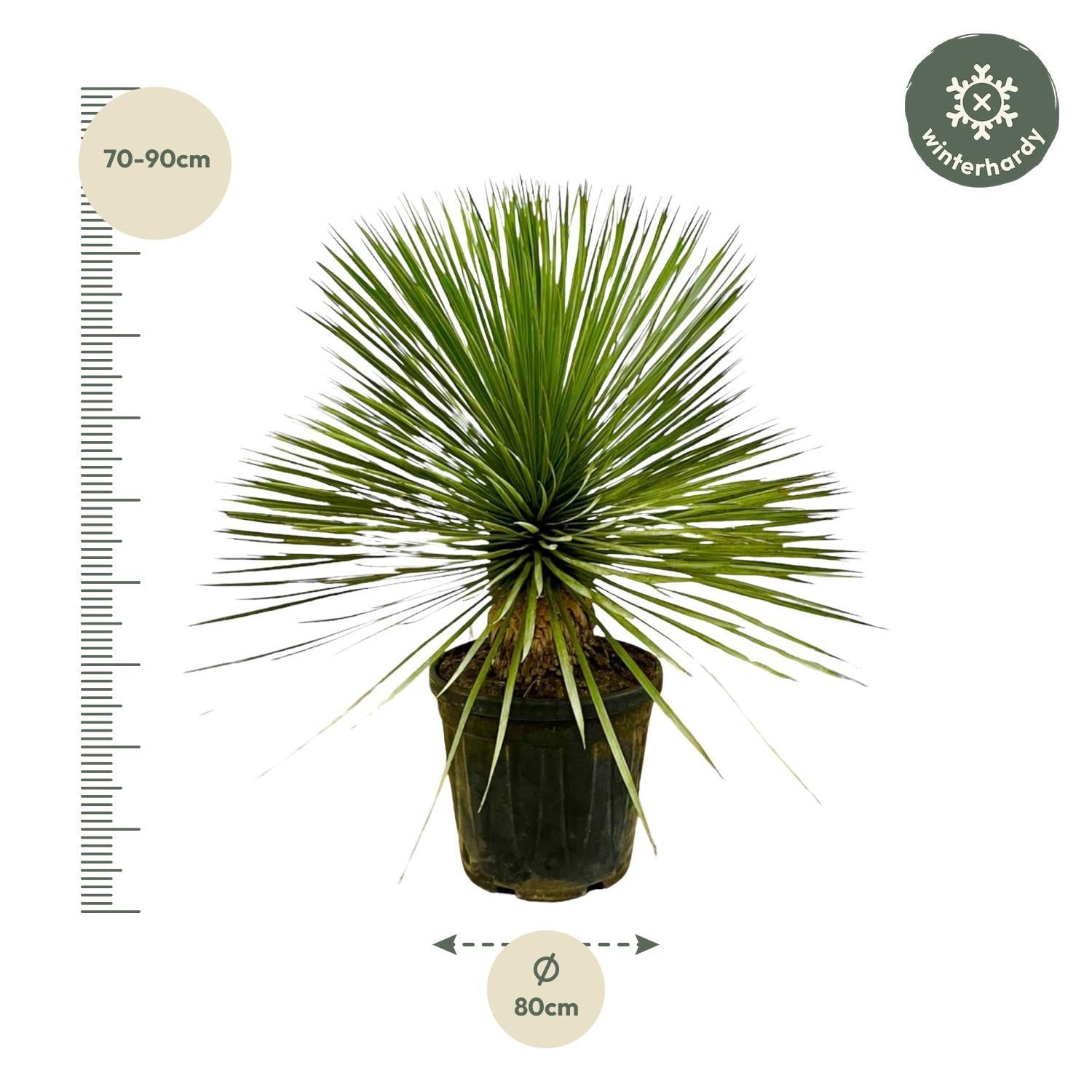 Yucca Rostrata am Stiel – 70 cm – Ø27