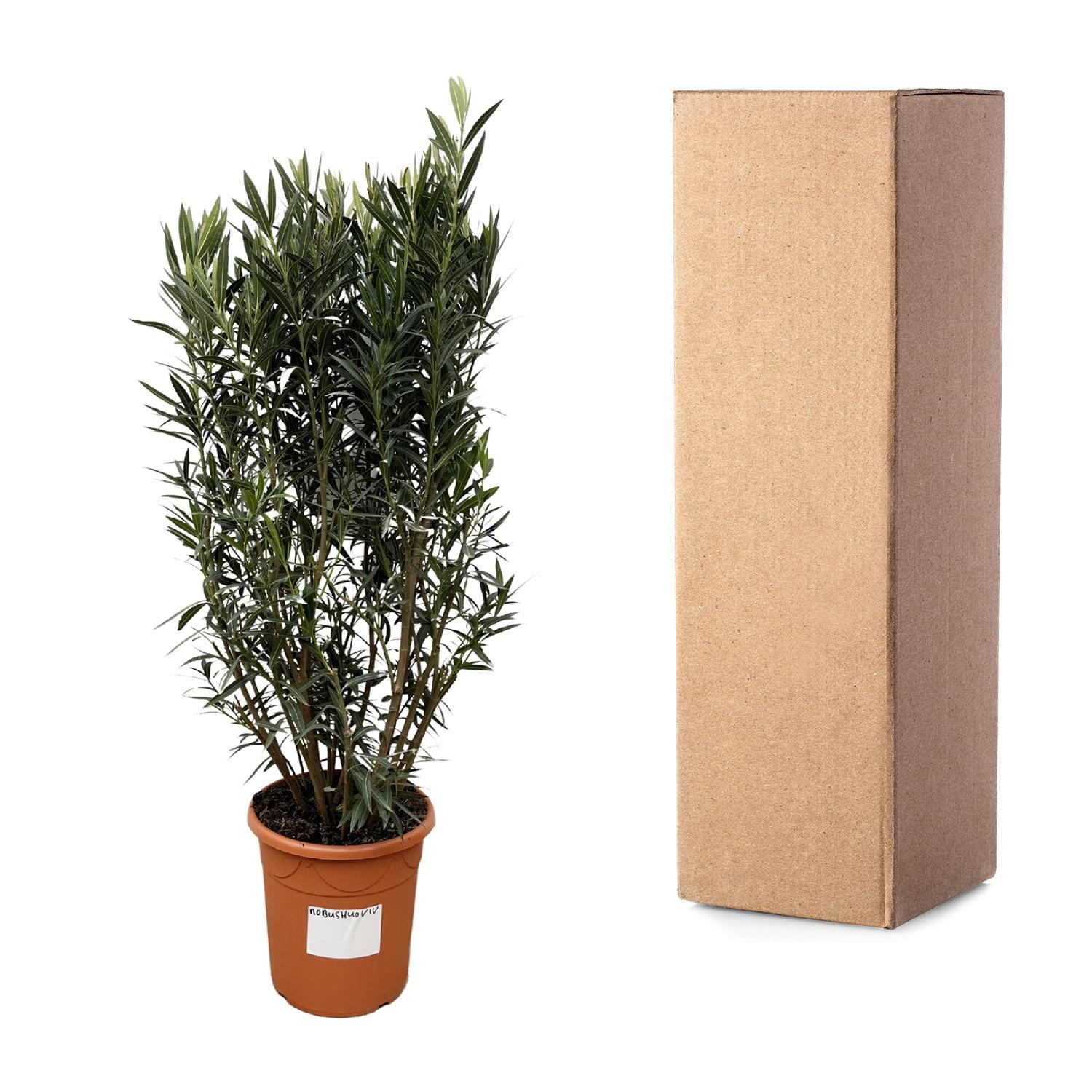 Nerium Oleander struik - 180cm - Ø40