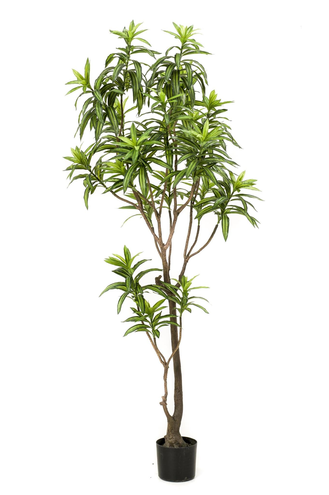 Kunstpflanze - Dracaena - Drachenbaum - 190 cm