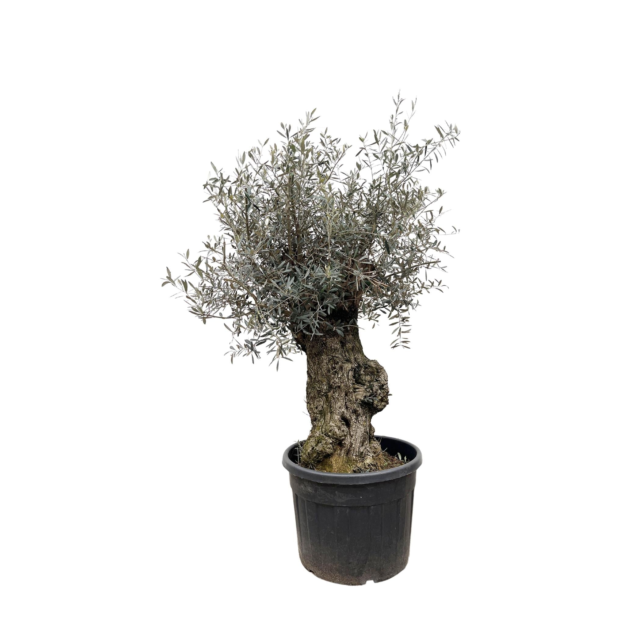 Olea Olive Europaea Bonsai - 250cm- Ø65