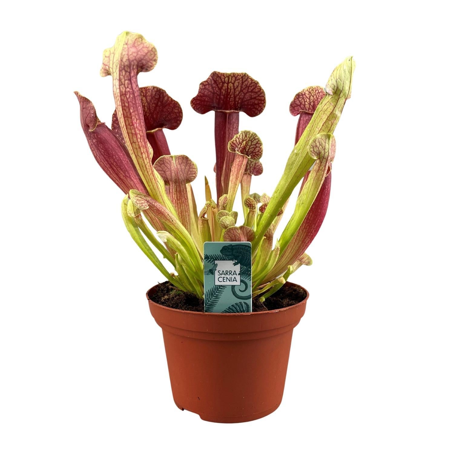 Sarracenia Barba - Ø12cm - ↕25cm