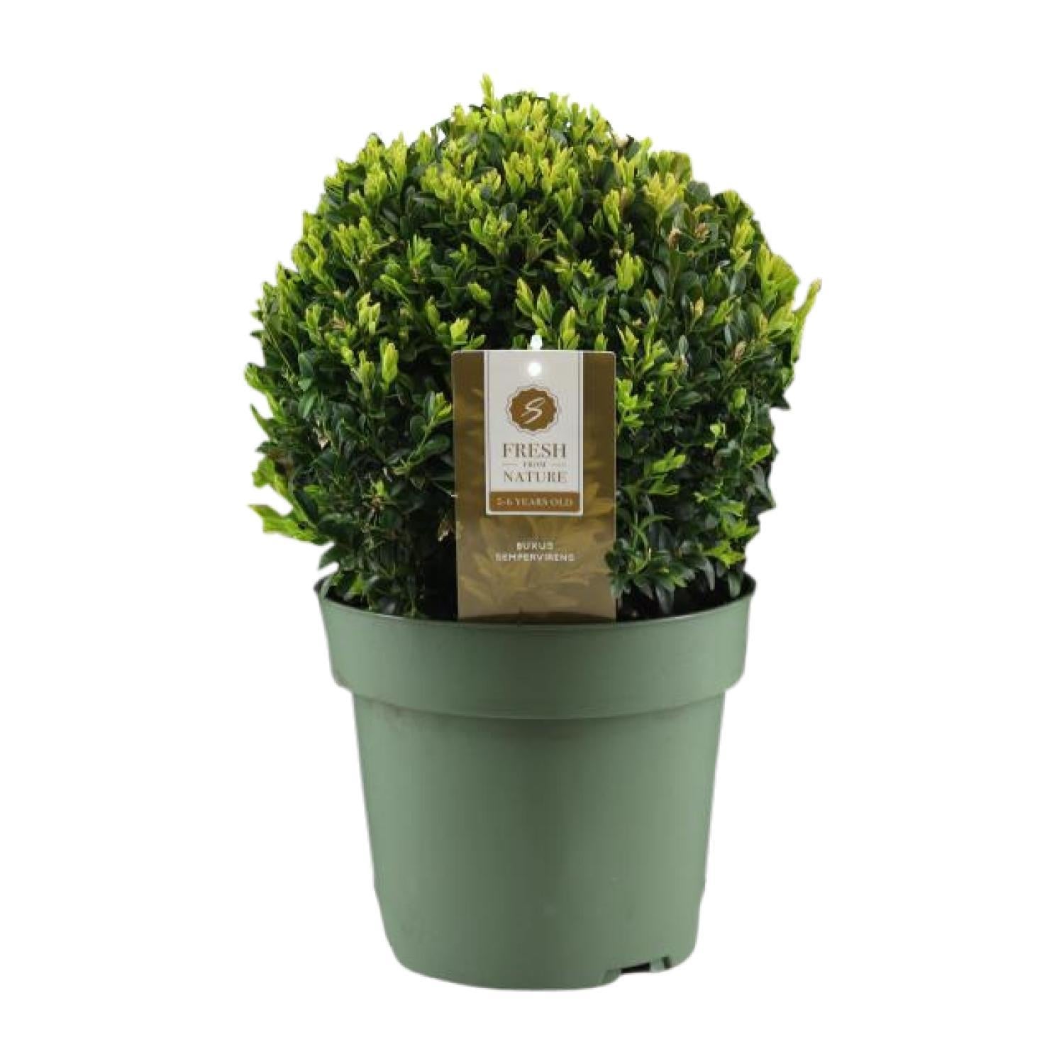 Buxus Sem. Bol Ø25cm P21 - Ø21cm - ↕40cm