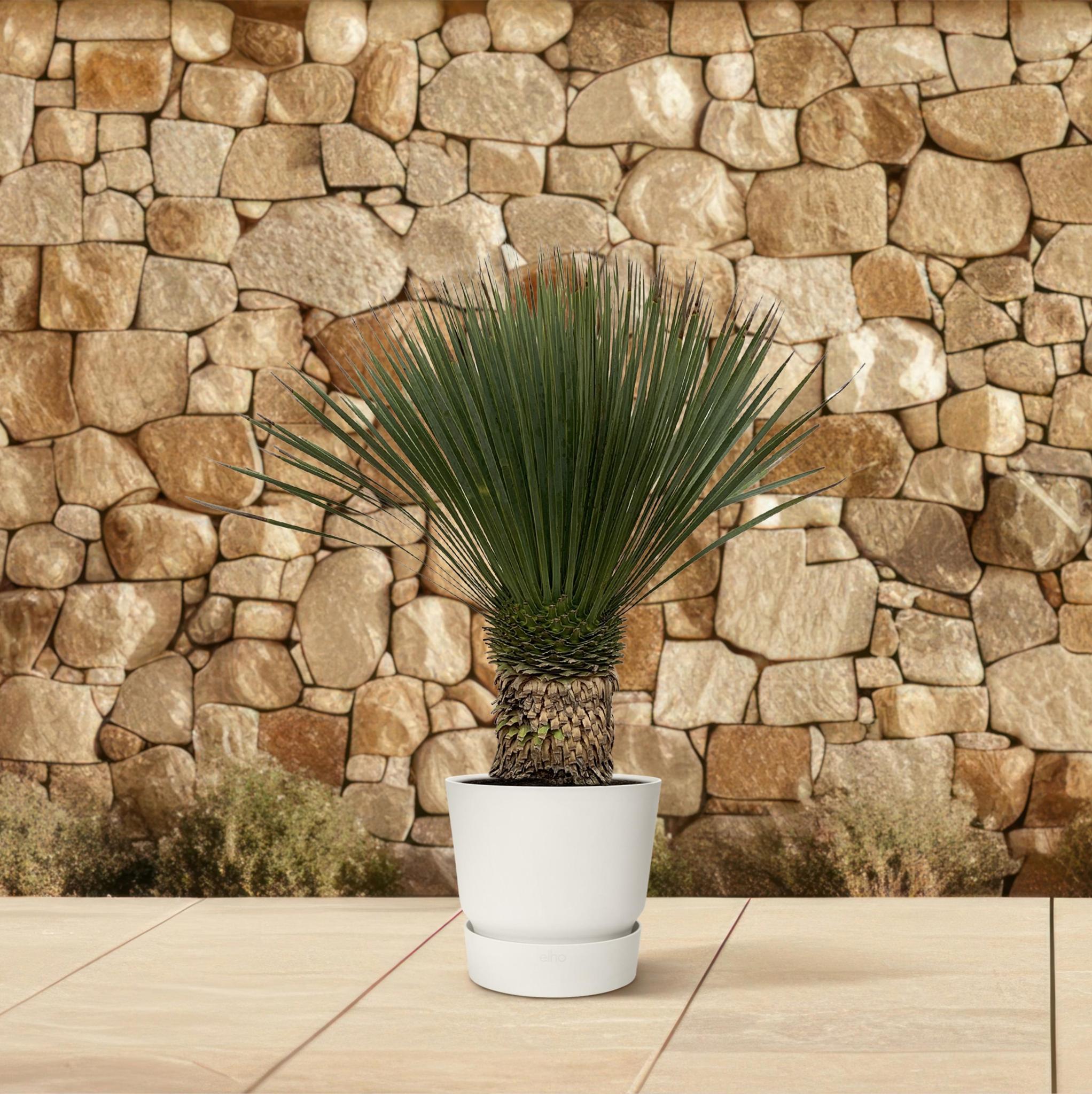 Yucca Rostrata - 110cm - Ø35