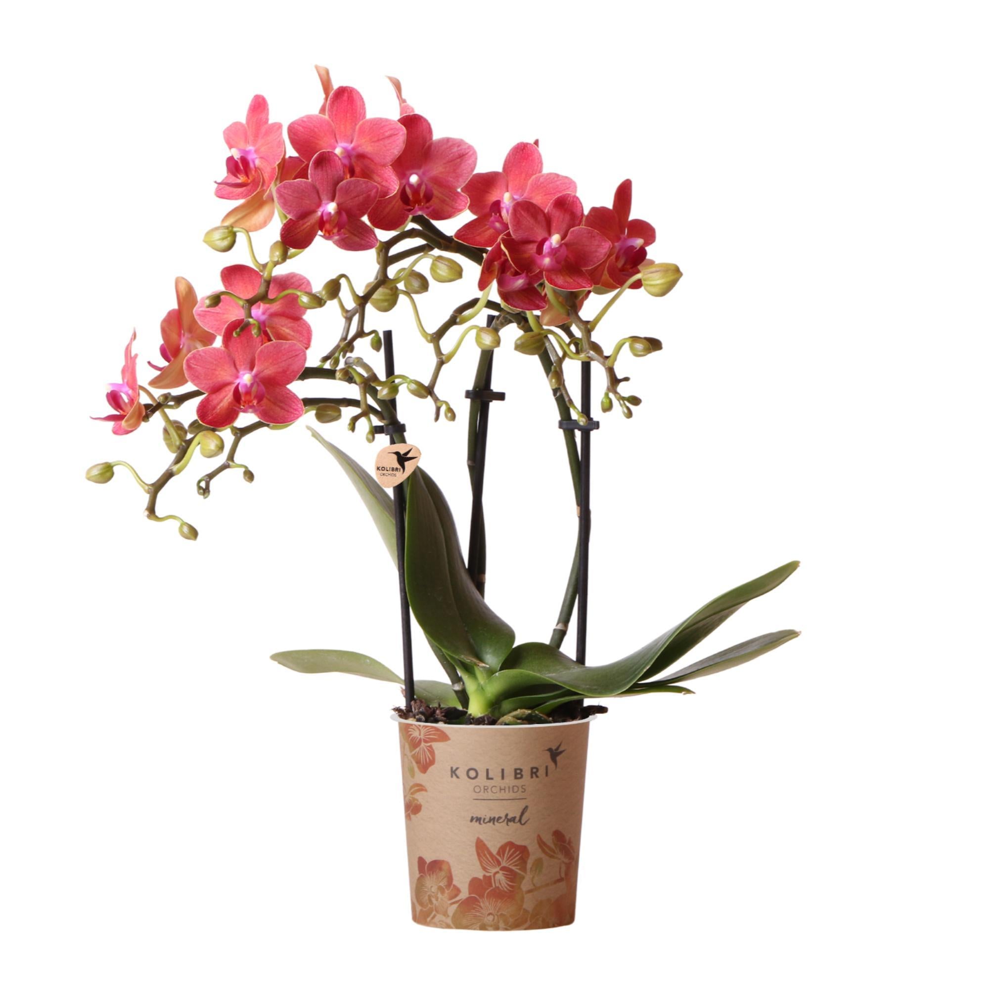 Orchidee rote Phalaenopsis Kongo - Topfgröße Ø9cm | blühende Zimmerpflanze - frisch vom Züchter