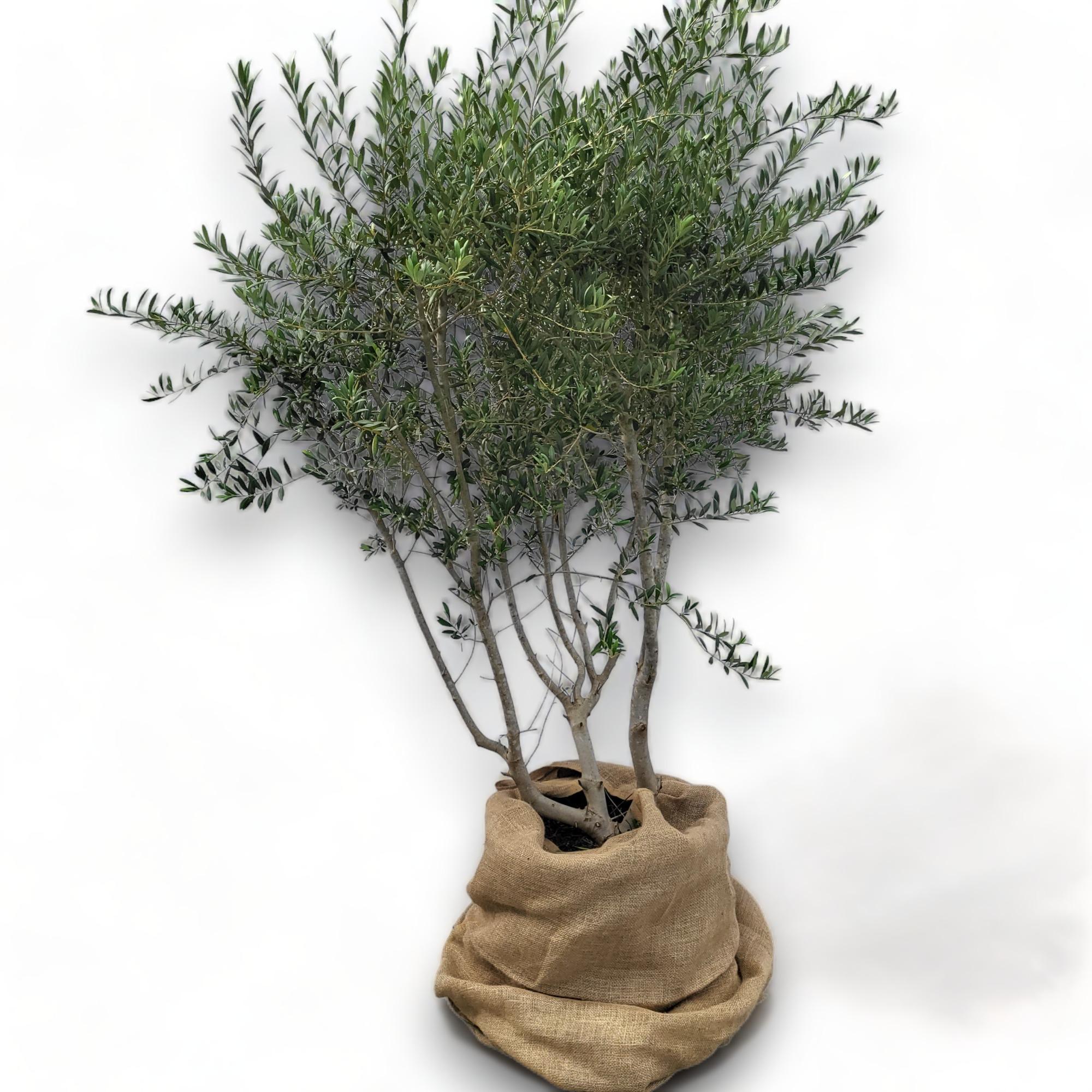 Olea Olive europaea