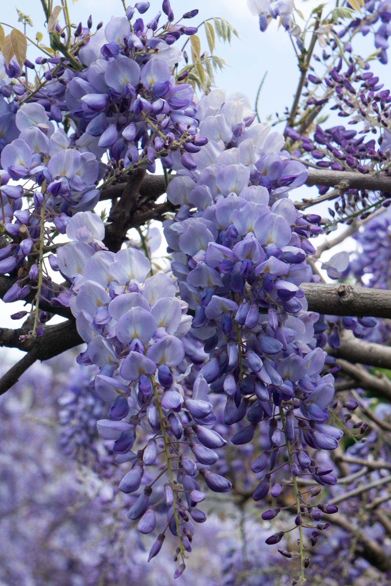 2x - Blauweregen sinensis 'Prolific' - ↨65cm - Ø15