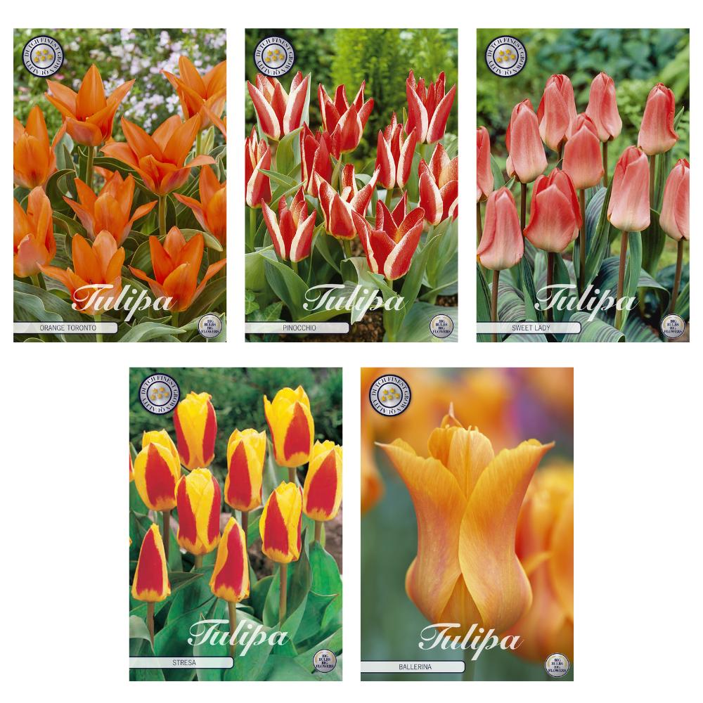 Tulpen Mix - Tulipa Blumenzwiebeln Mix (8) - 5 Spezies - 38 Blumenzwiebeln