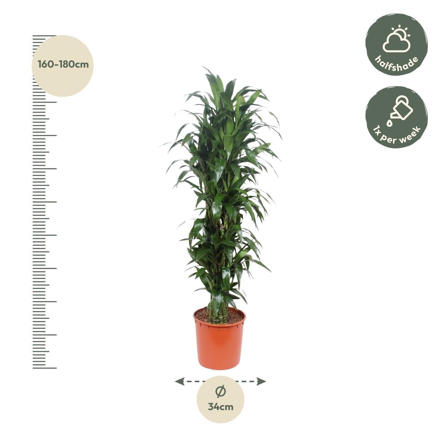 Drachenbaum Janet Craig - Dracaena Janet Craig - 170 cm - ø34