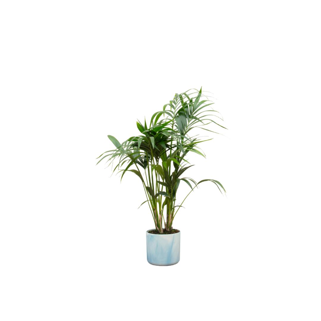 Kentia Palme - Howea Forsteriana - inklusive elho Ocean Round Topf atlantisch blau Ø22 - 130 cm