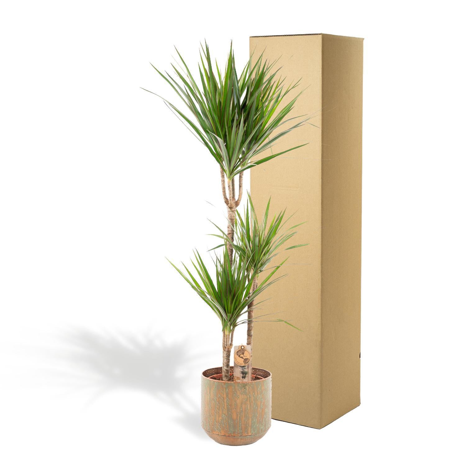 Drachenbaum - Dracaena mit Topf - ↨120cm - Ø21cm