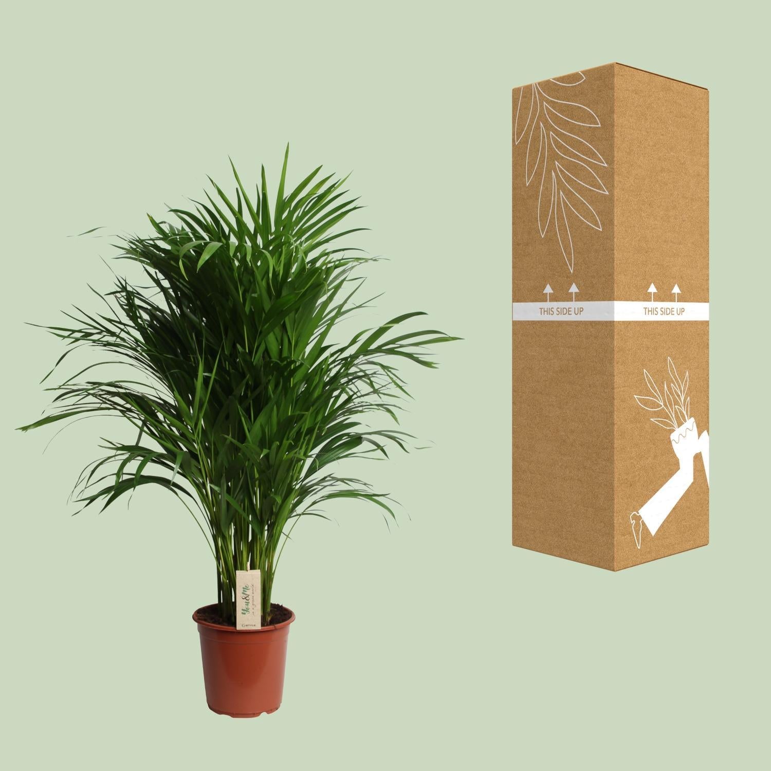 Arecapalme  Dypsis Lutescens  - Ø21cm - ↕100cm