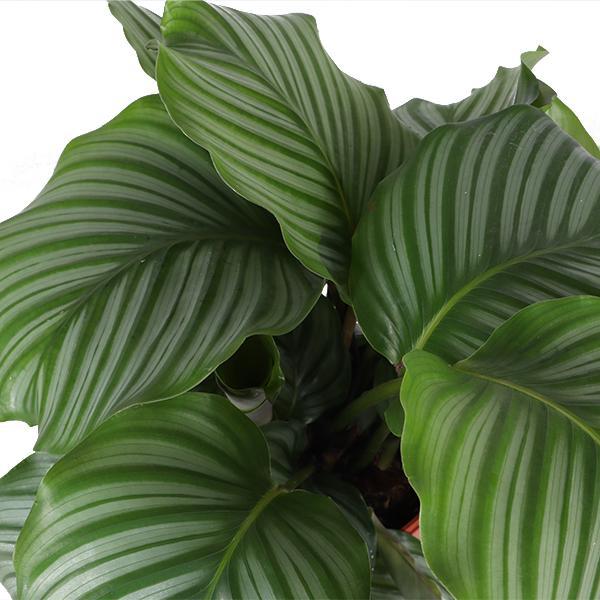 Gebetspflanze -  Calathea Orbifolia - Ø21cm - ↕70cm in Albury BLACK Topf braun schwarz