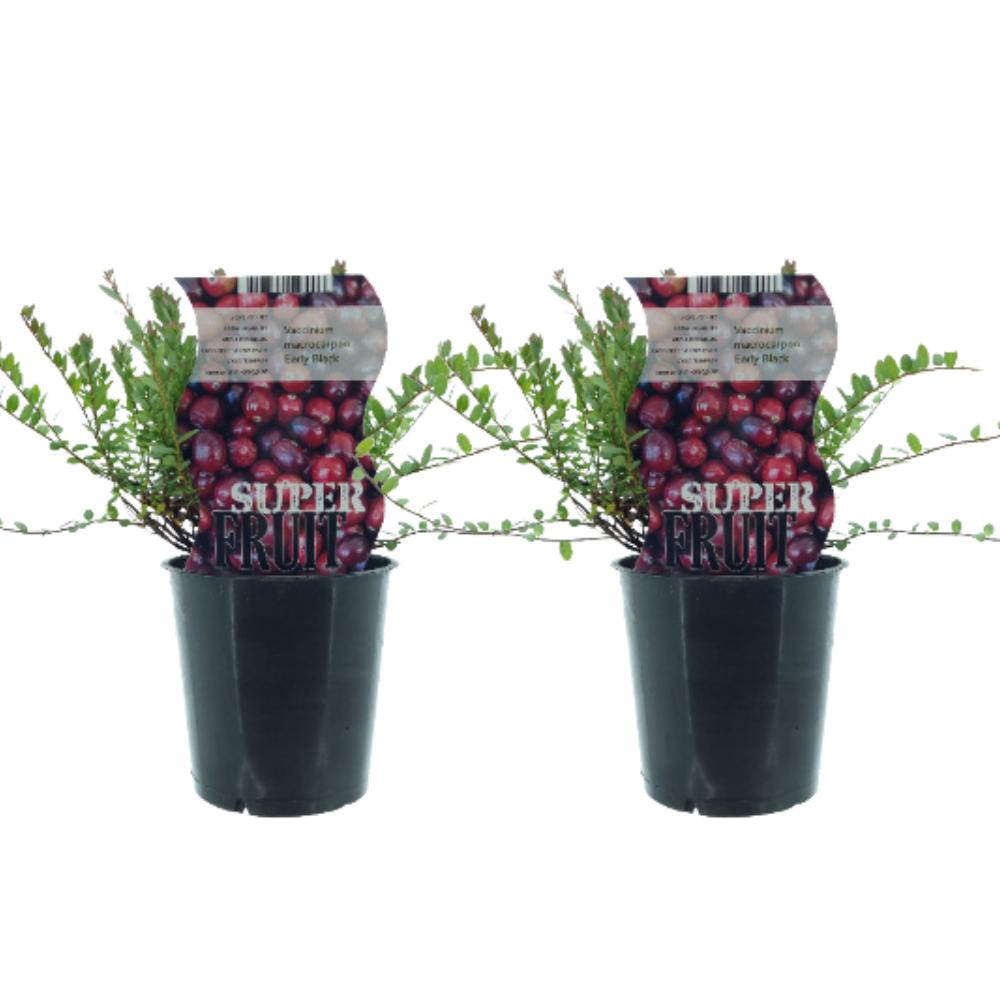 Vaccinium Early Black (cranberry) - 2 stuks - Ø12cm - ↕30cm