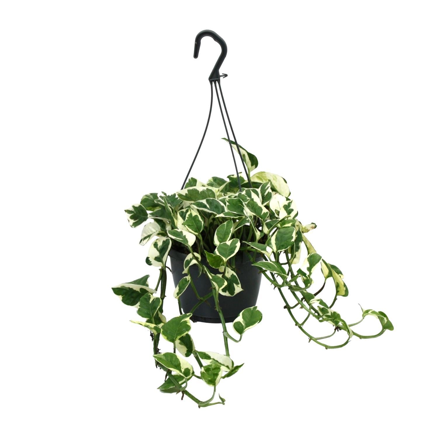 Scindapsus (Epipremnum) N'Joy - Ø15cm - ↕35cm