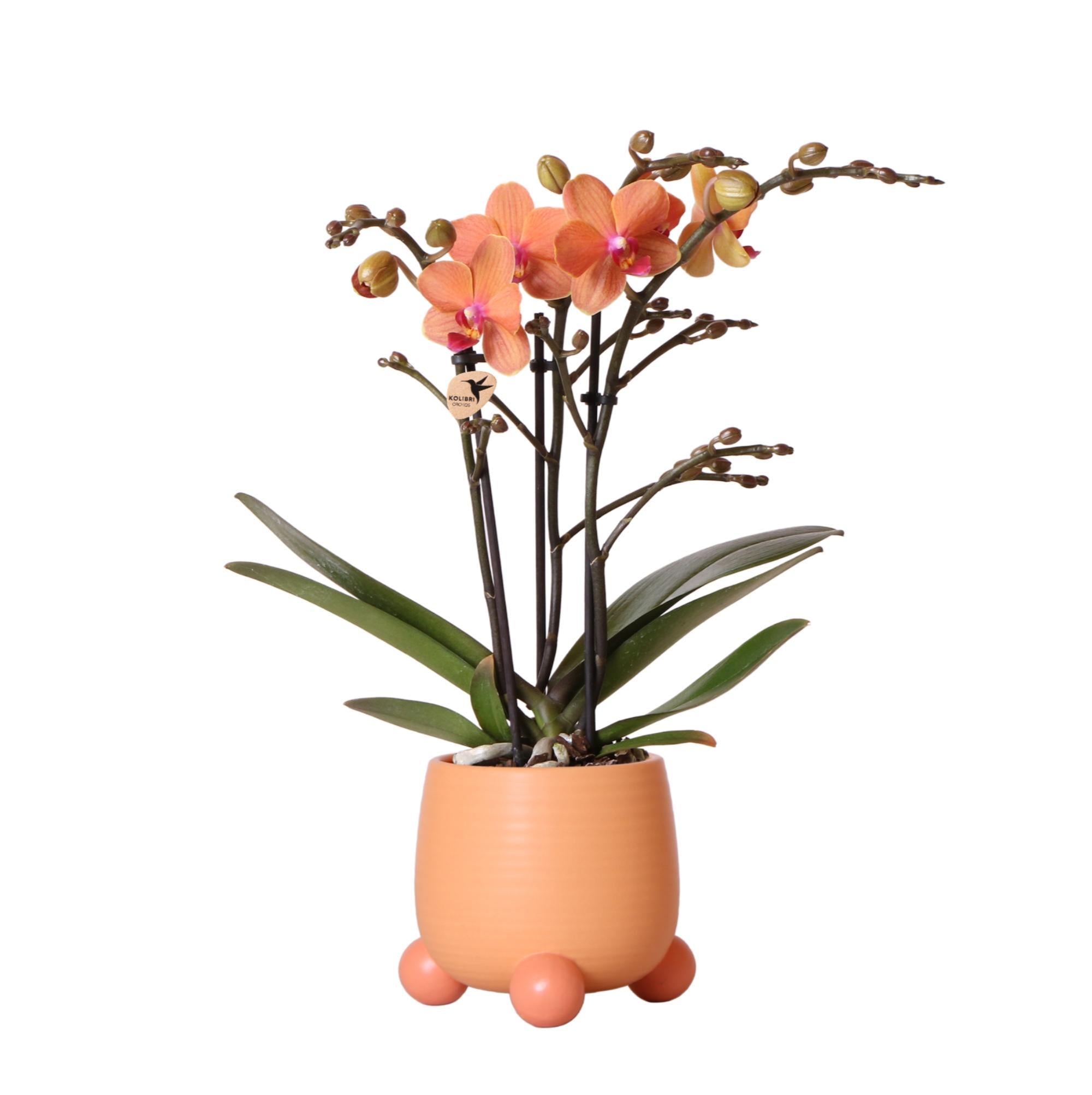 Orchidee Orange Phalaenopsis Orchidee - Mineral Bolzano + Rolling Peach - Topfgröße Ø9cm | blühende Zimmerpflanze - frisch vom Züchter