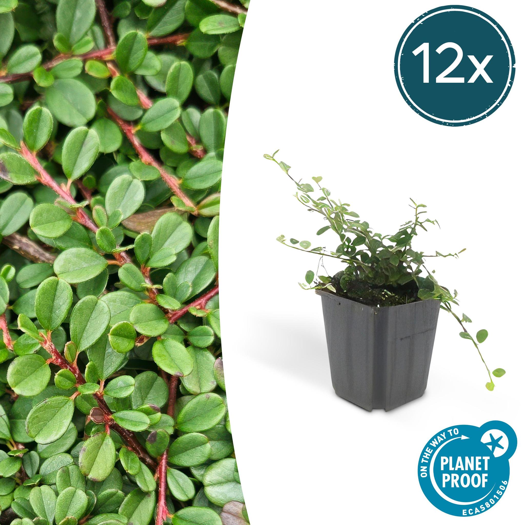 Zwergmispel - Cotoneaster pr. 'Streib's Findling' - ↕25cm - Ø9cm  - 12x