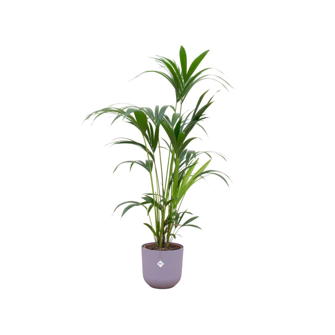 Kentia Palme inklusive elho Jazz Round Topf lila Ø26 - 160 cm