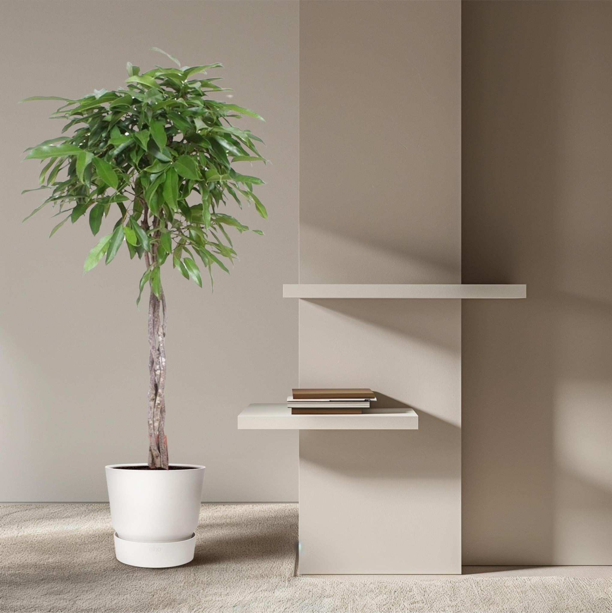 Gummibaum - Ficus Amstel King geflochtener Stamm - 150 cm - ø30