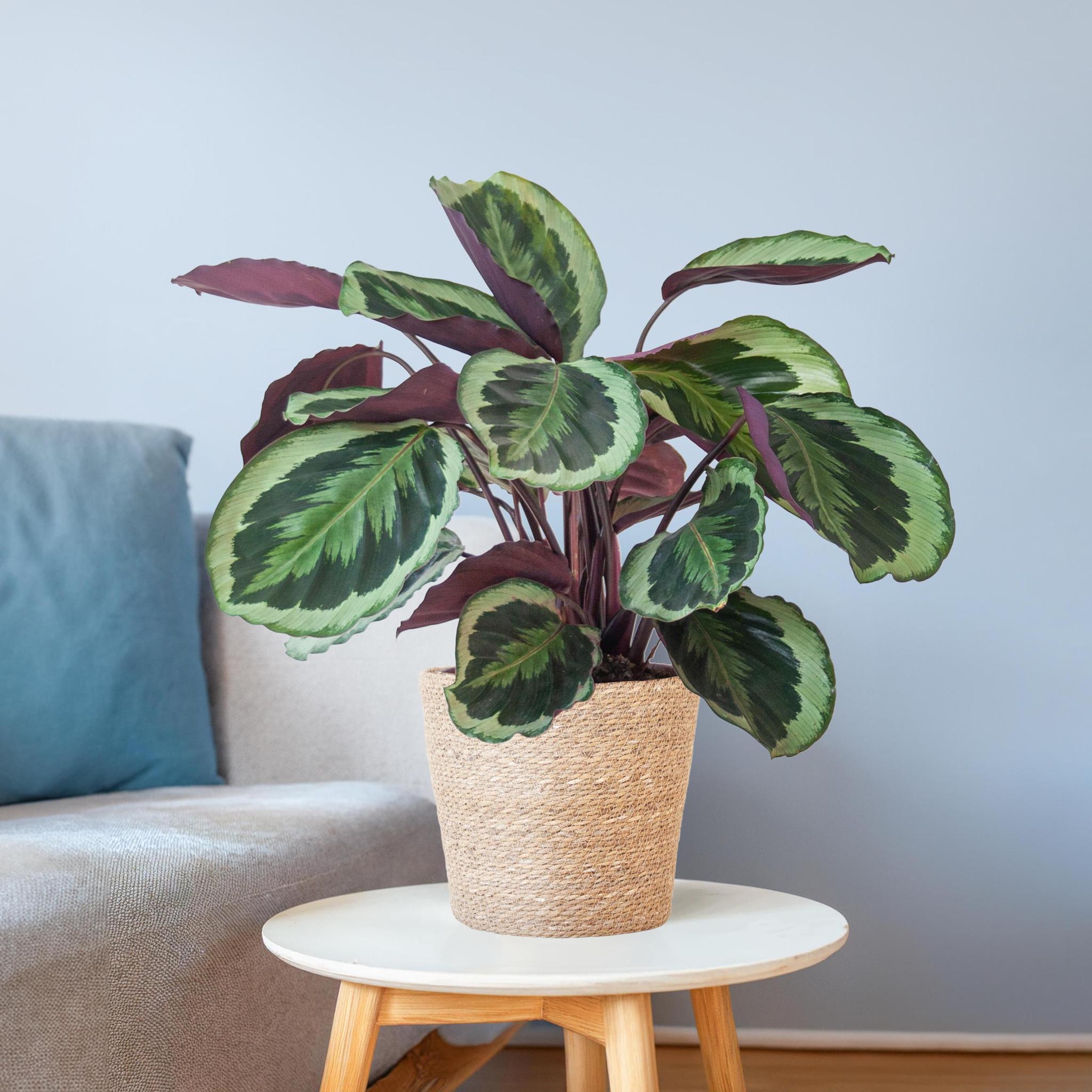 Pfauenpflanze - Calathea Medaillon mit Sofia-Korb natur - 65cm - Ø21