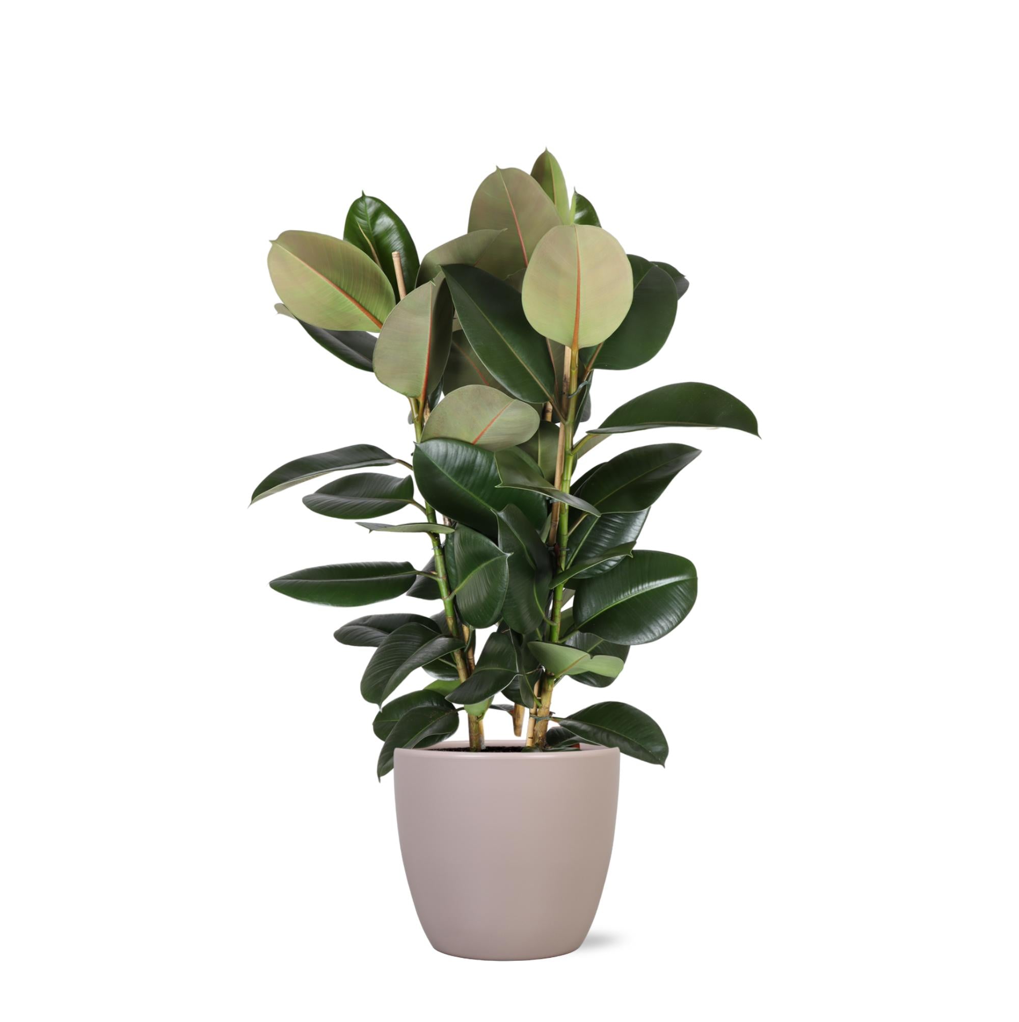 Gummibaum Ficus Elastica Robusta Ø27cm - ↕115cm in Boule Topf TAUBE