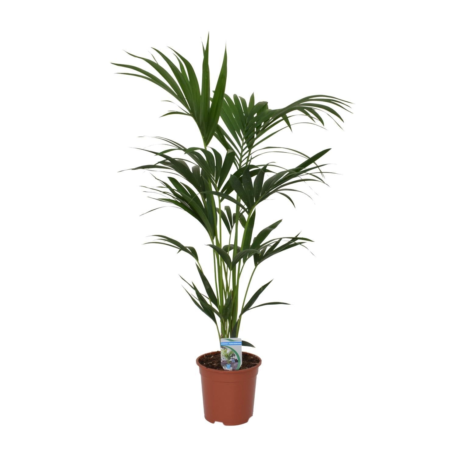 Kentia Palme - Howea Forsteriana - Ø21cm - ↕120cm - Ø21 - ↨120cm