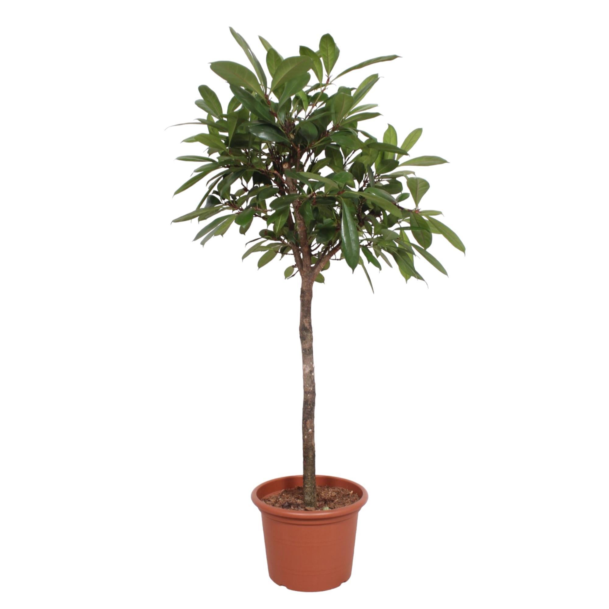 Afrikanischer Feigenbaum Ficus Cyathistipula baum - 180 cm - ø40