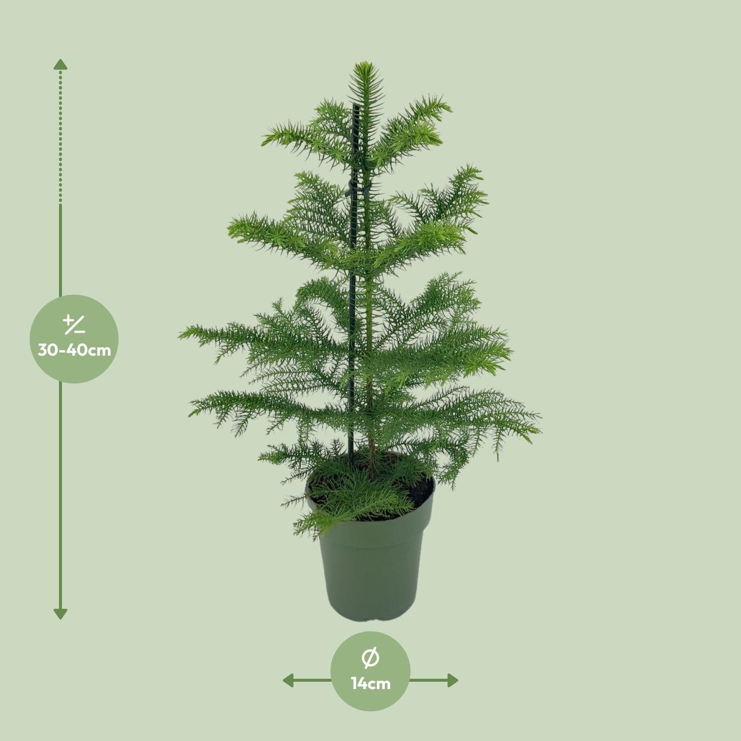 Norfolktanne  - Araucaria Heterophylla - Ø14 - ↨40cm