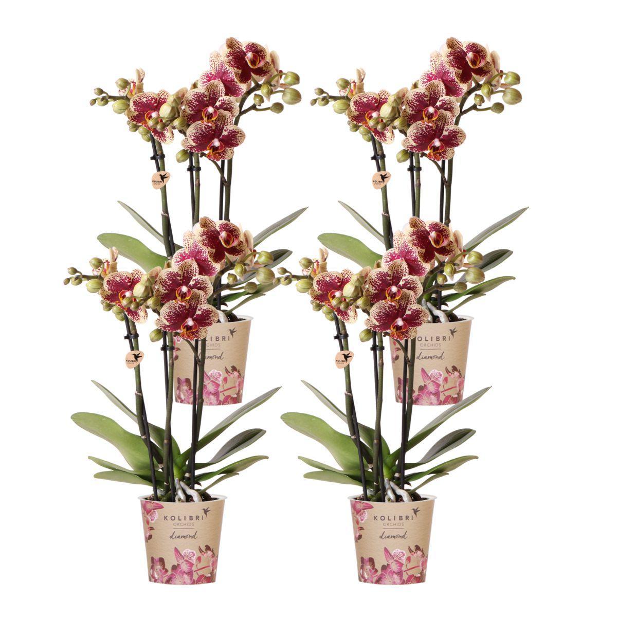 Orchidee 4 gelbrote Phalaenopsis-Orchideen - Spanien - Topfgröße Ø9cm  blühende Zimmerpflanze – frisch vom Züchter4 gelbrote Phalaenopsis-Orchideen - Spanien - Topfgröße Ø9cm | blühende Zimmerpflanze – frisch vom Züchter