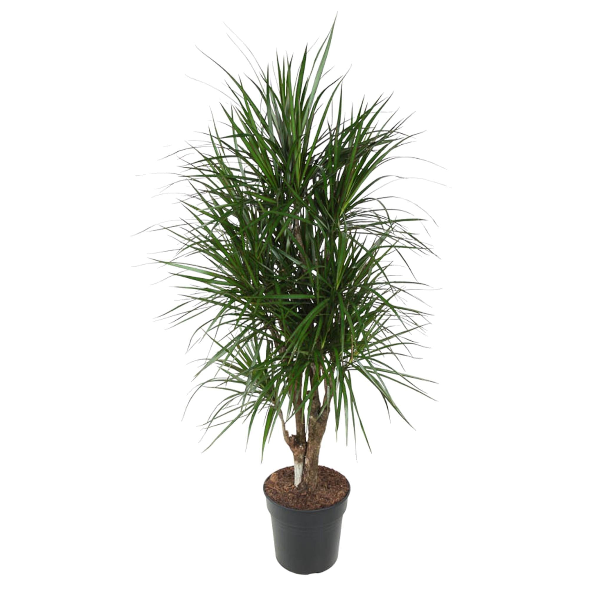 Drachenbaum Marginata - Dracaena Marginata verzweigt - 140 cm - ø31