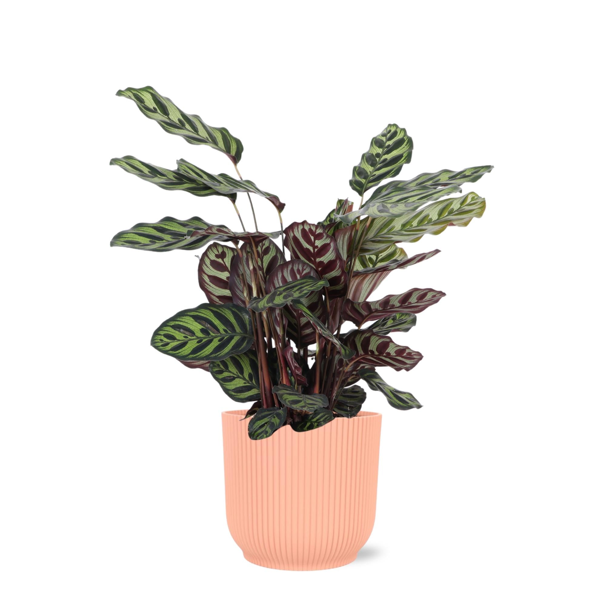 Pfauenpflanze - Calathea Makoyana - Ø21cm - ↕70cm im Vibes Topf pink