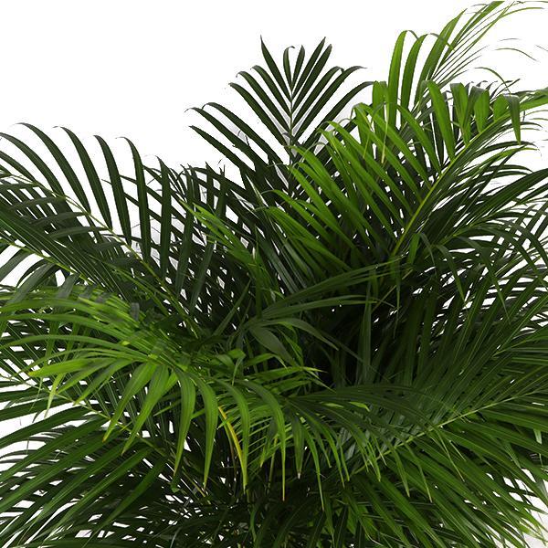 Arecapalme  Dypsis Lutescens  Ø27cm ↕160cm im Albury schwarz beige Korb