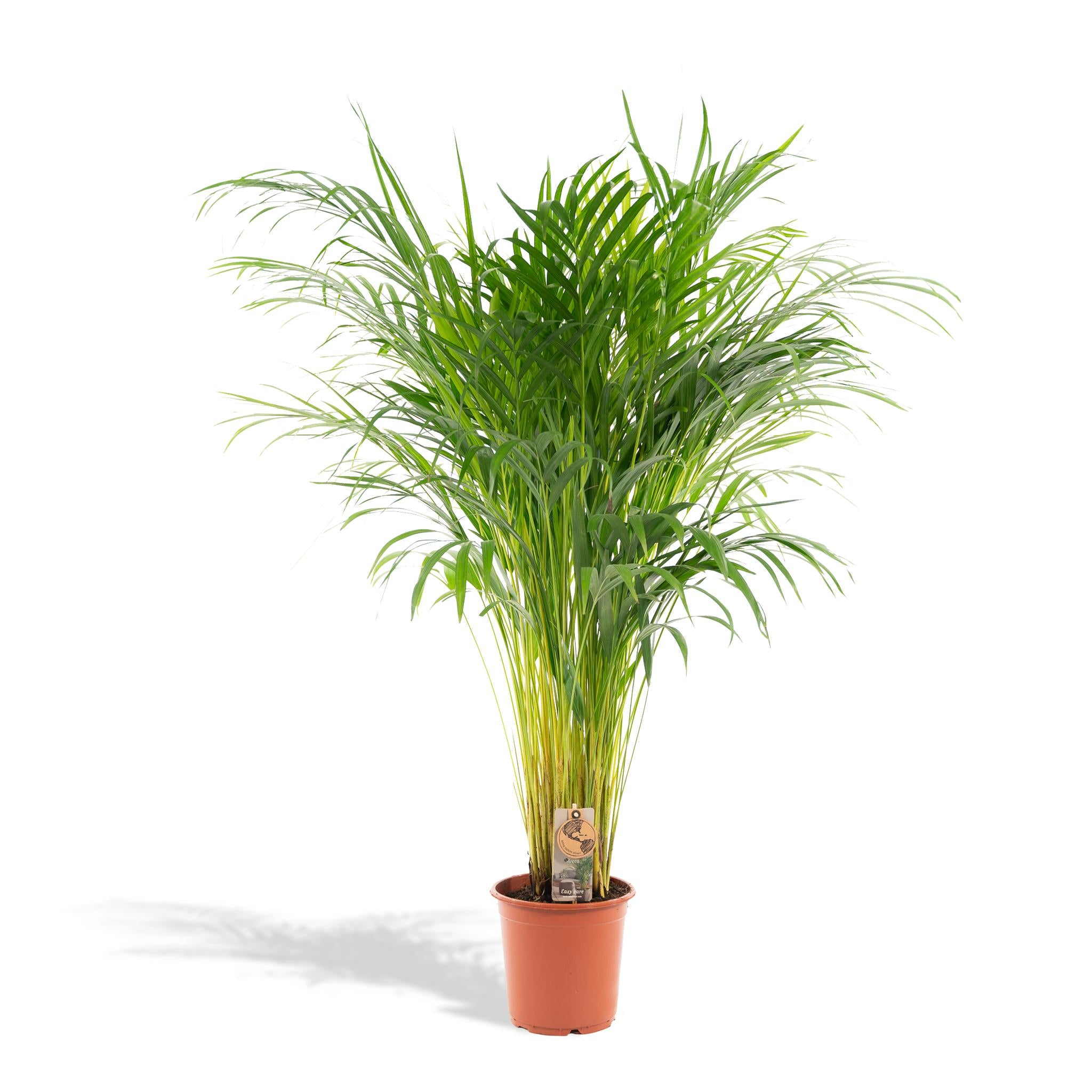 Arecapalme Dypsis lutescens - Ø21cm - ↕110cm