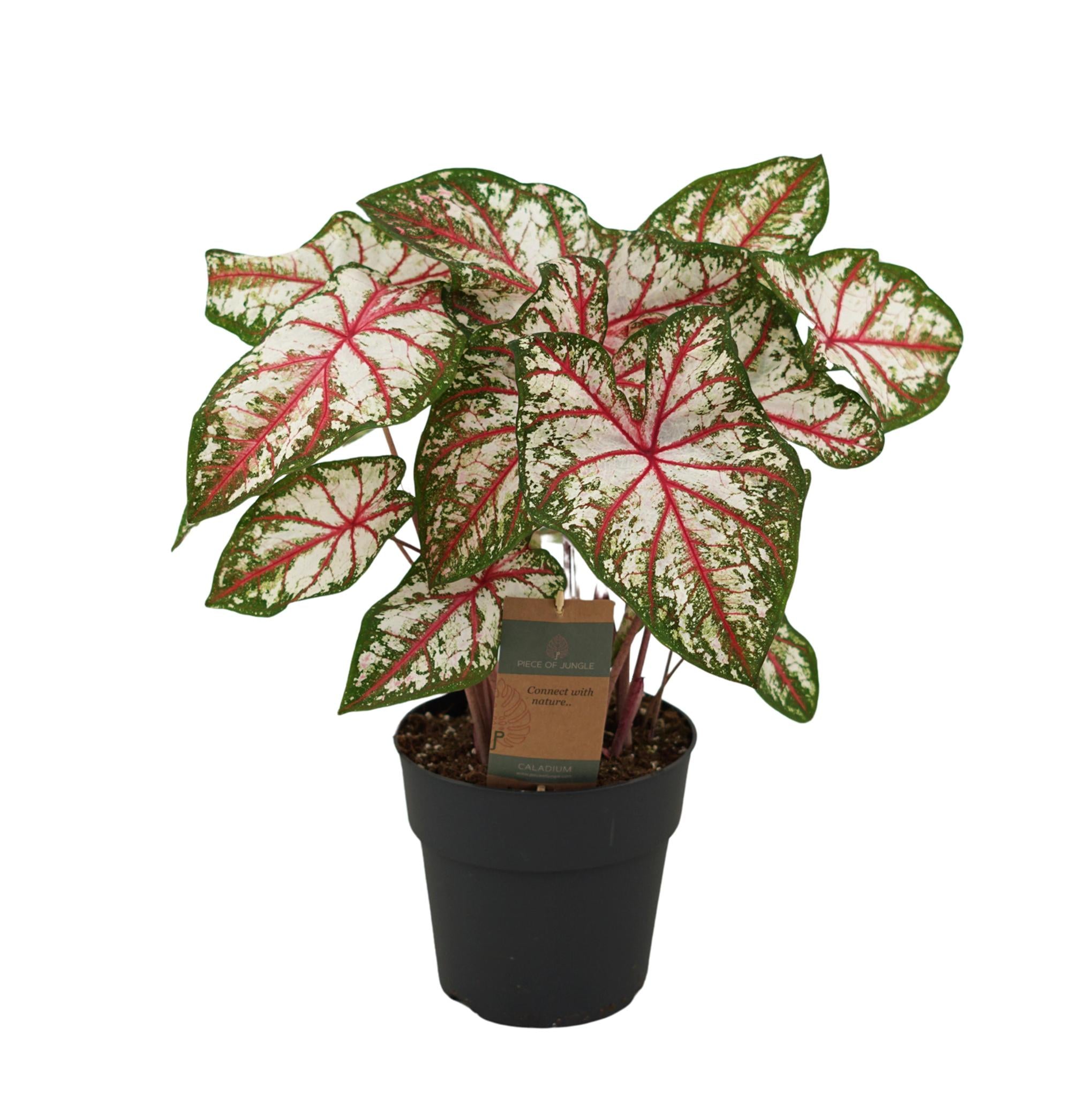 Caladium Wandtapijt - 65 cm - Ø21cm