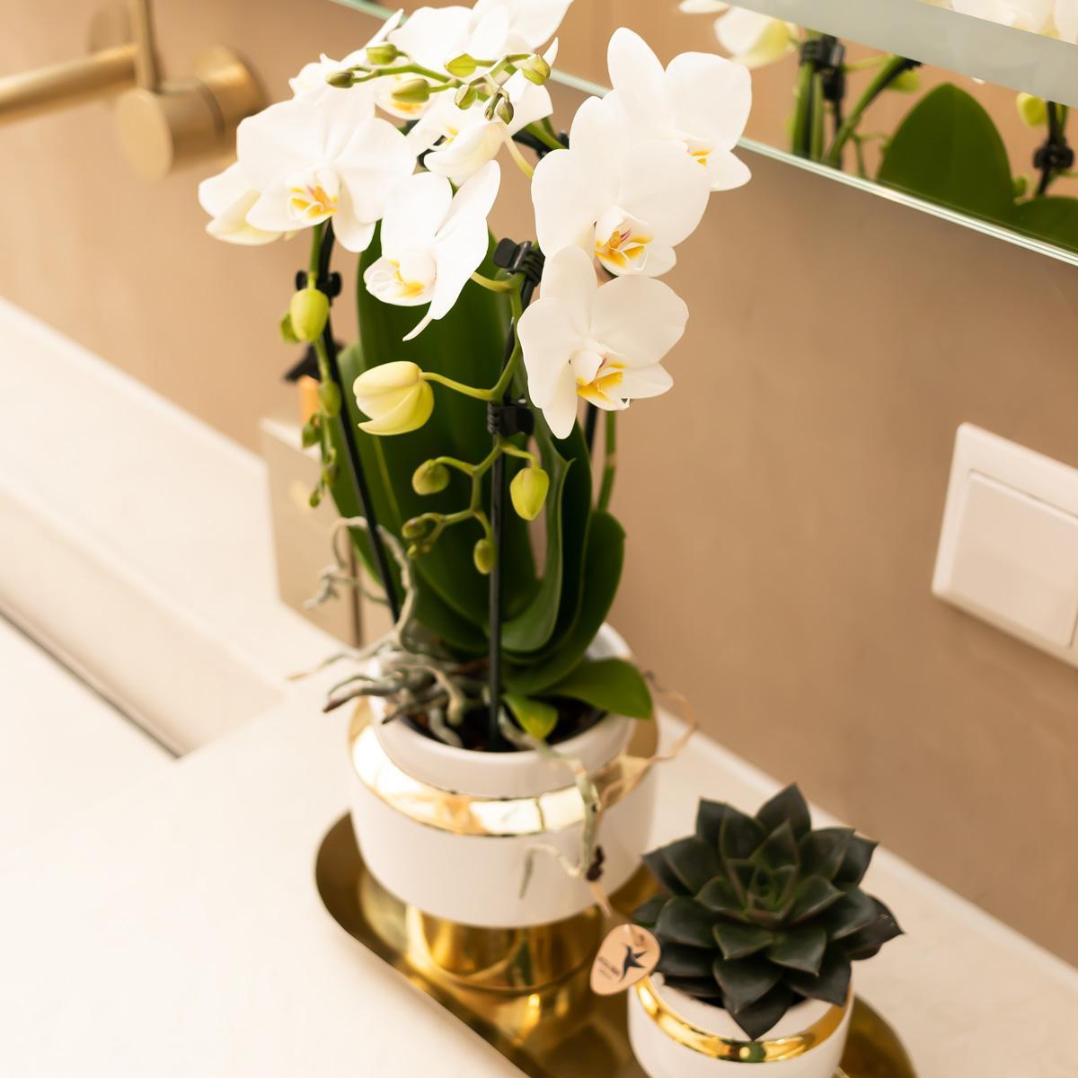 Hummingbird Company - Witte orchidee en vetplant op gouden dienblad