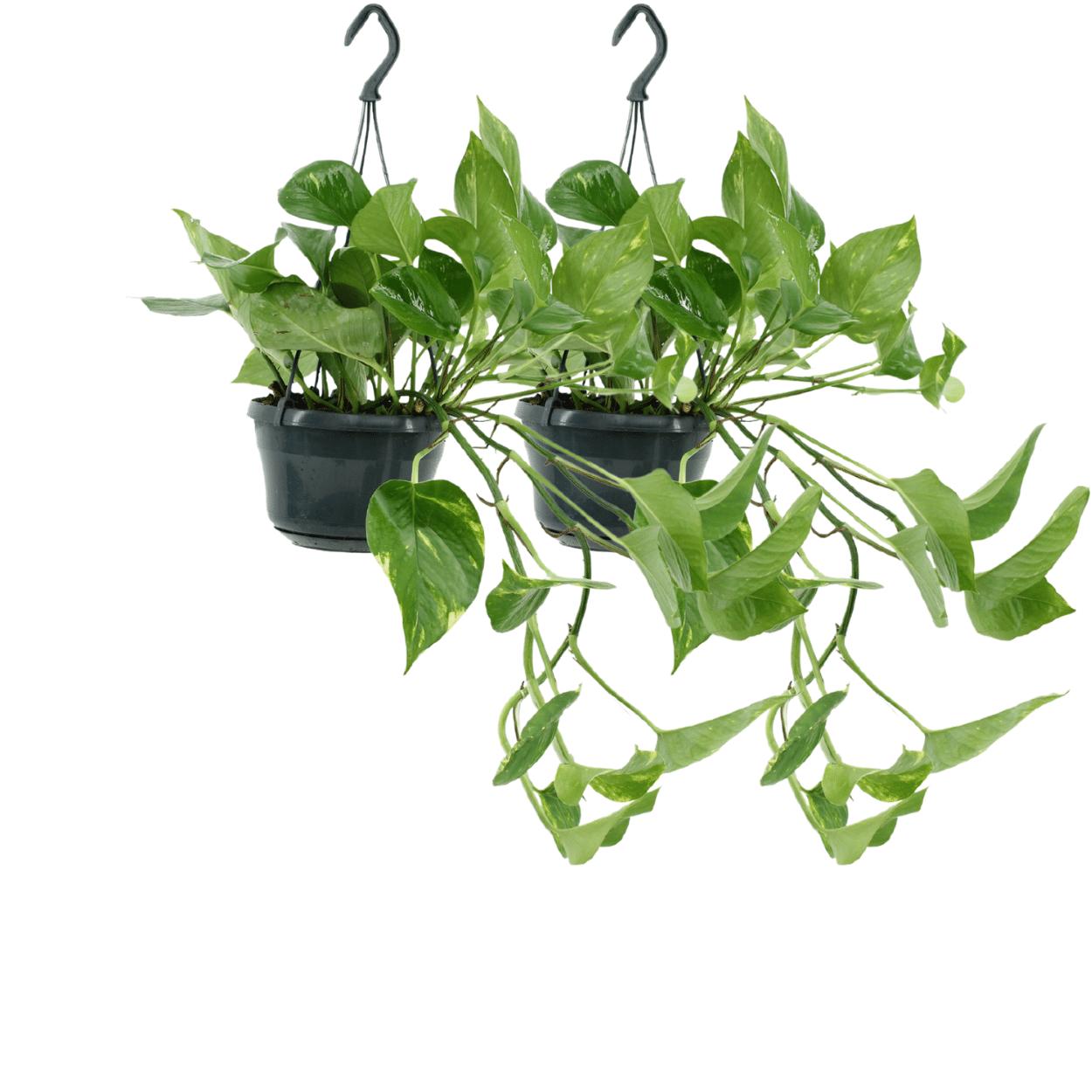 Efeutute Set - Epipremnum Aureum - Scindapsus - 25cm - ø15   2 Stück