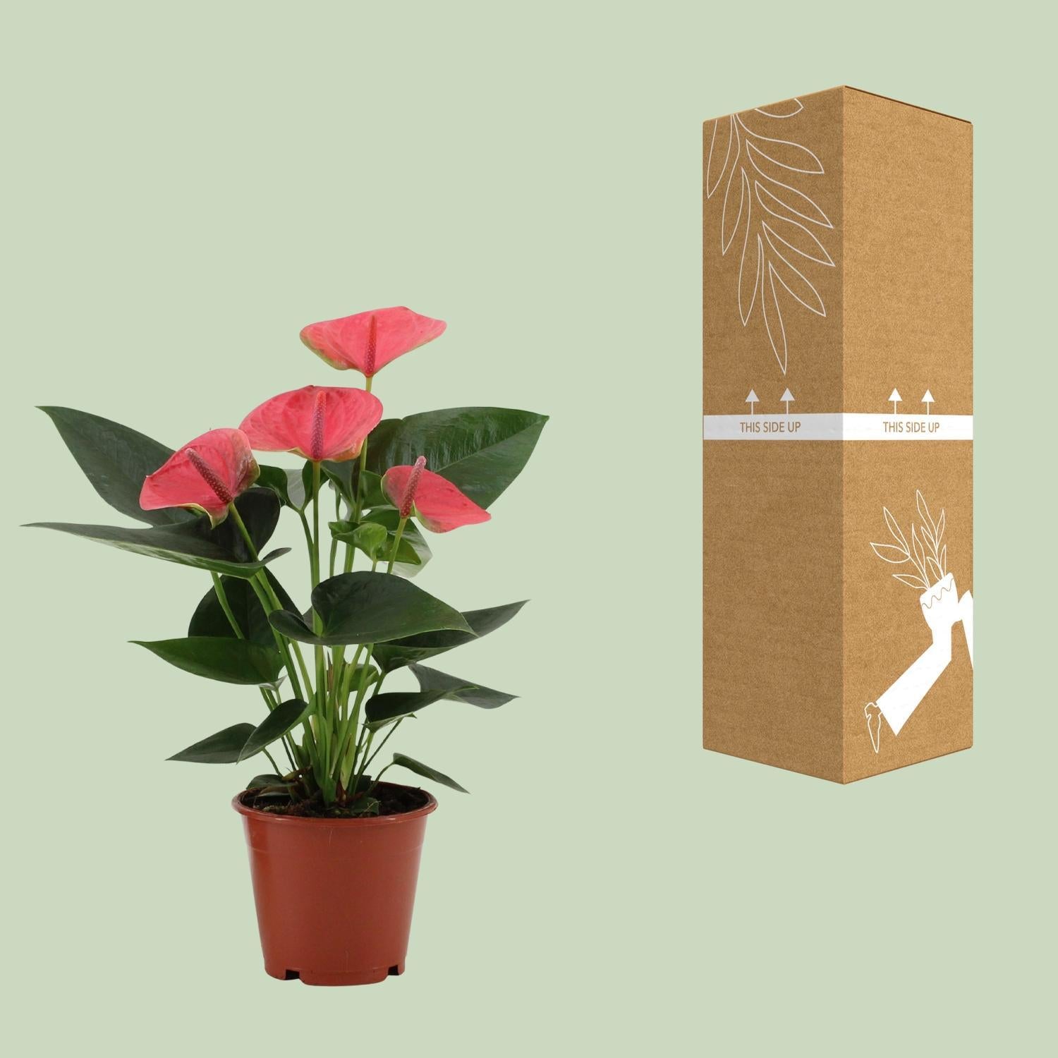 Anthurium Sweet Dream In Transparante Hoes - Ø12cm - ↕36cm