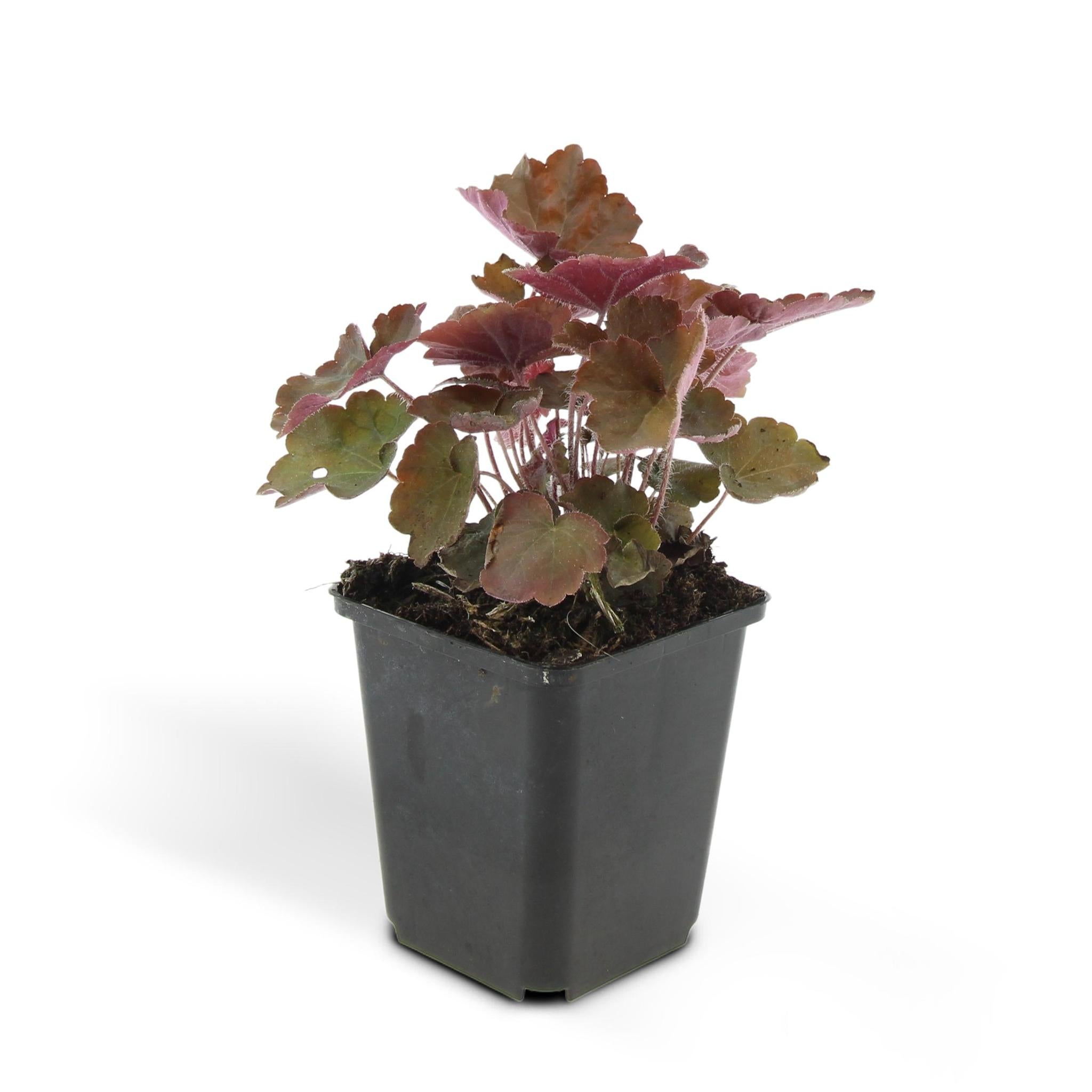 Purpurglöckchen -  Heuchera mic. 'Palace Purple' - ↕25cm - Ø9cm