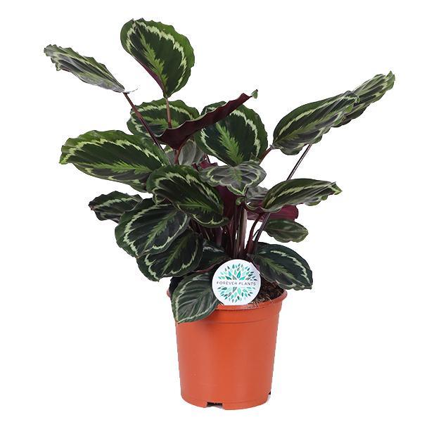 Calathea medaillon Ø21cm - ↕70cm